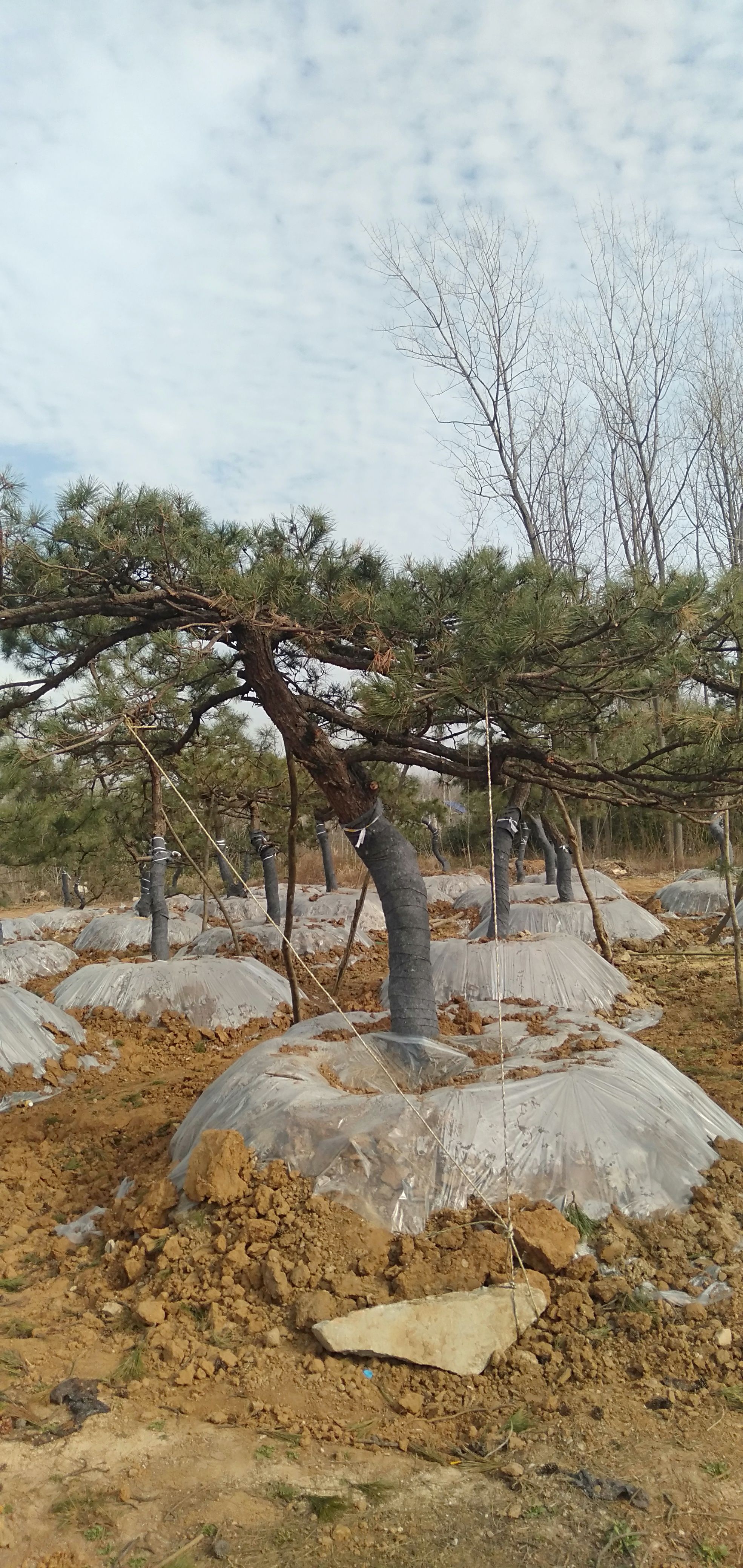 黑松  黄山松 造型松