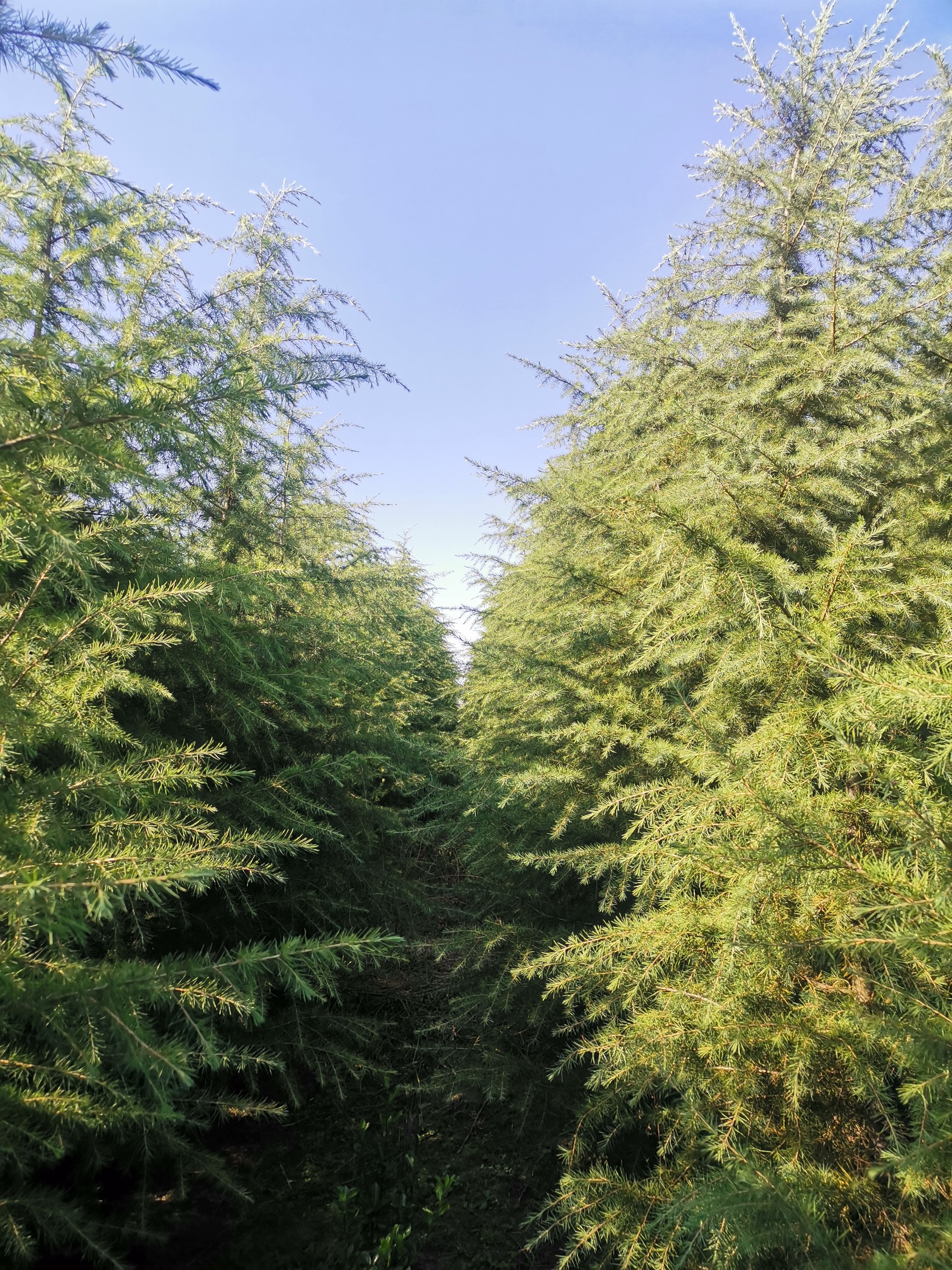 短叶雪松 雪松，红叶石楠小杯苗