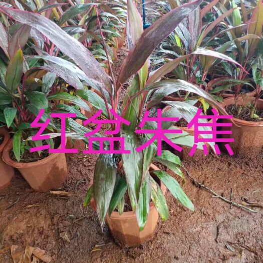 海口红叶朱蕉 红盆朱焦，基地现货，价格优惠，欢迎各位老板下单