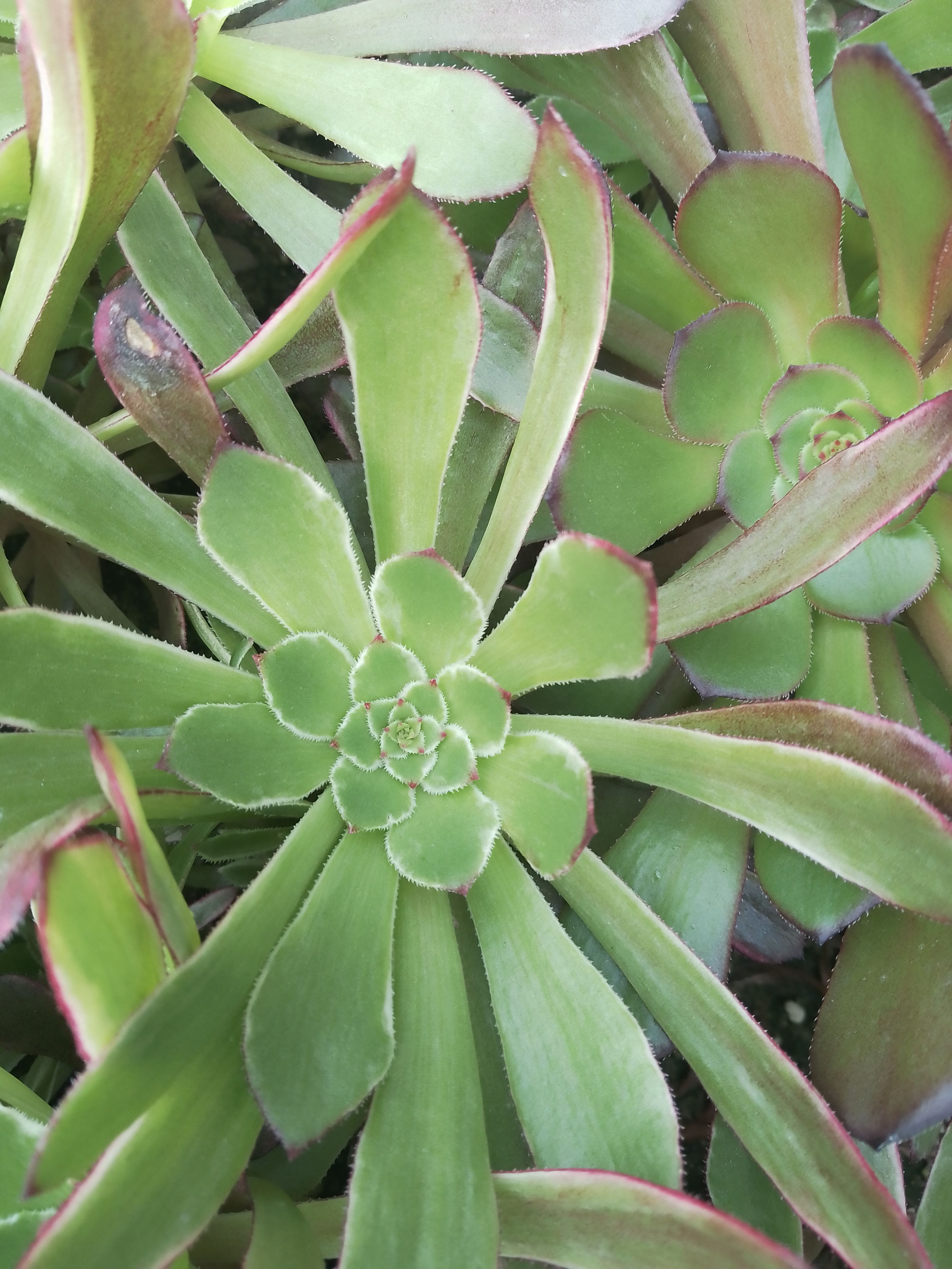  水墨画砍头苗尺寸8/12出1000个打包1元