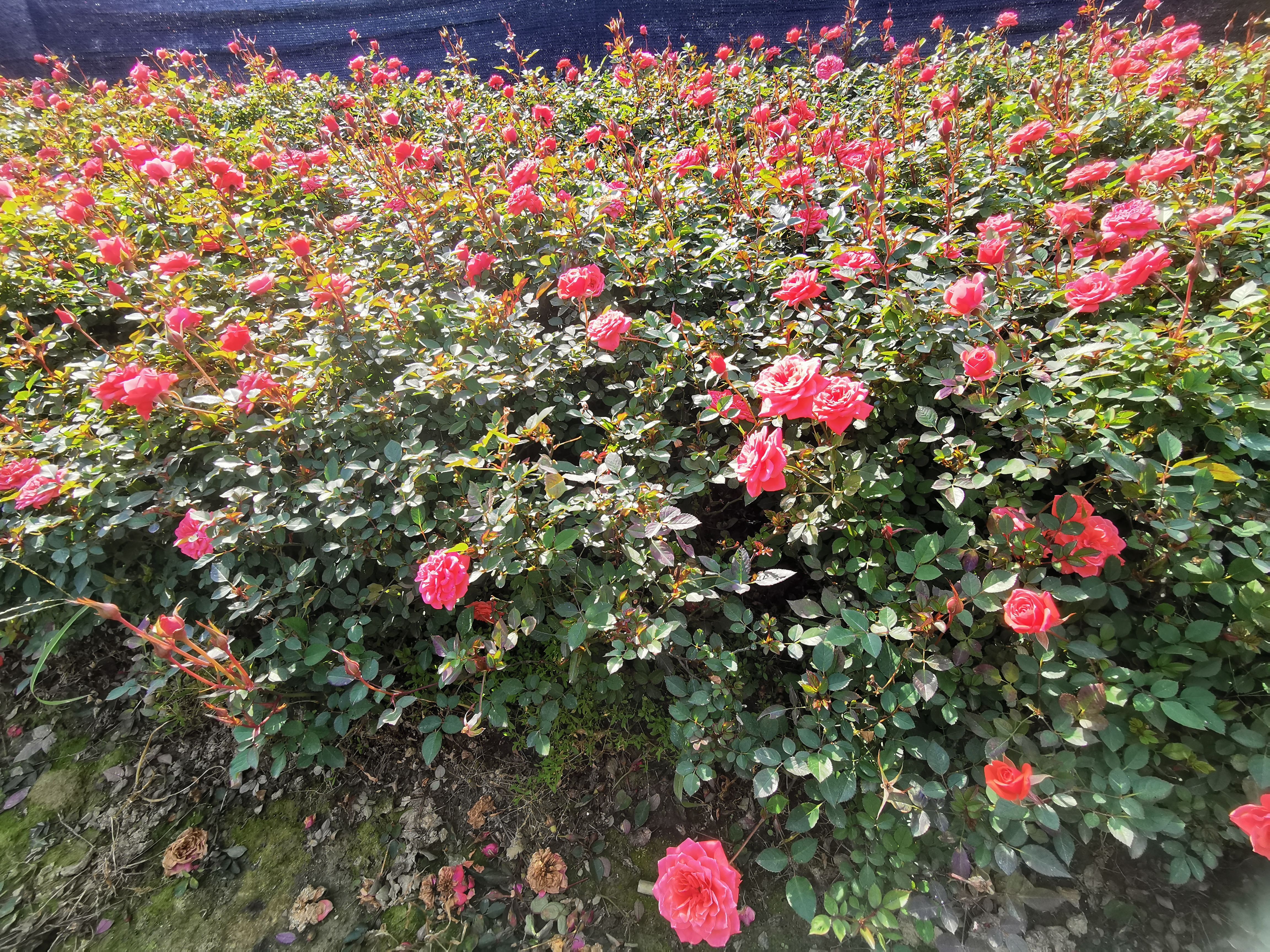  场地直销 玫瑰苗 丰花月季 量大价优