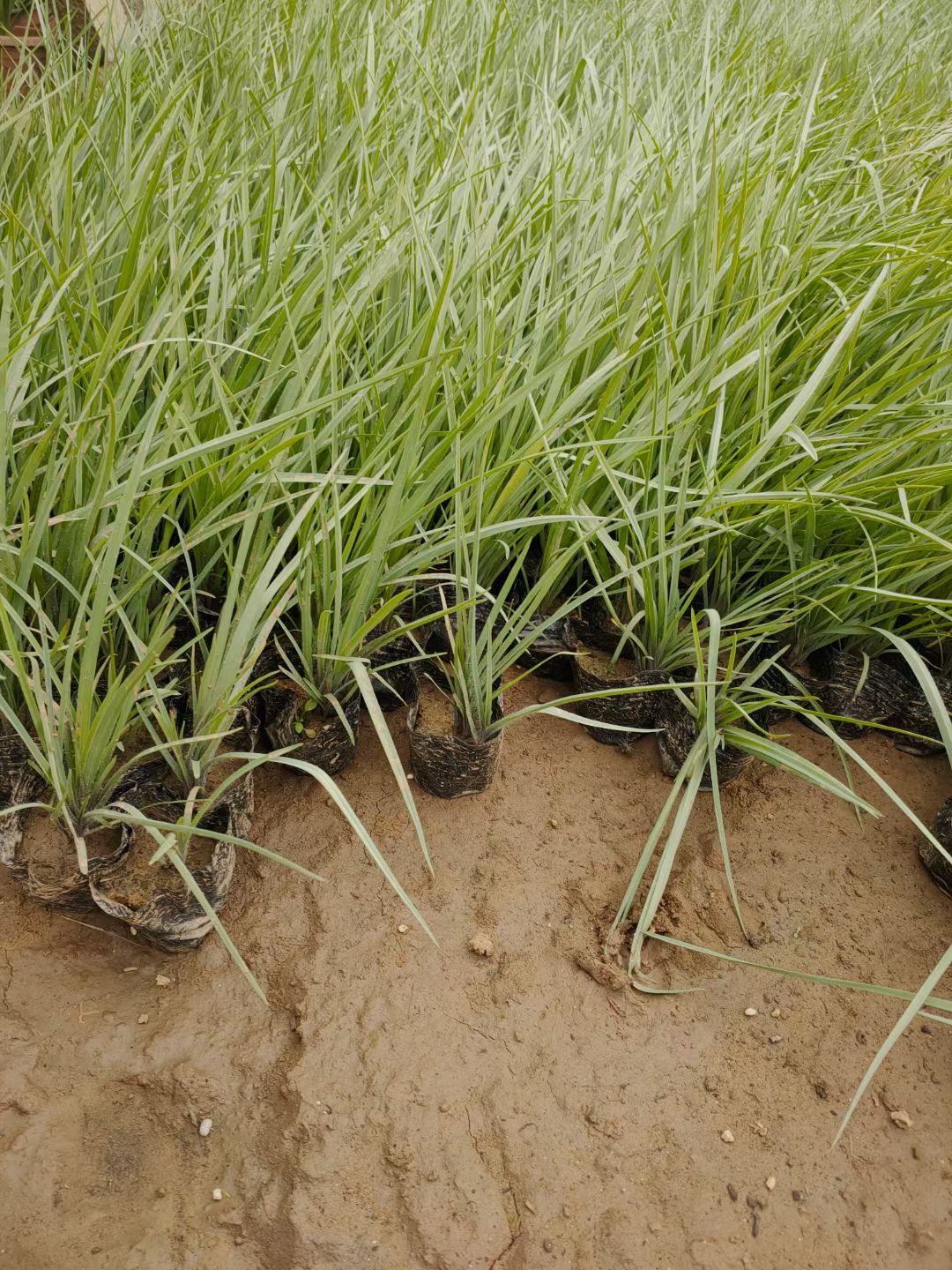 紫露草地被植物 青州发货 山东潍坊培育