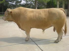 精品肉牛 1000-1400斤 公母混合 屠宰牛 12月龄