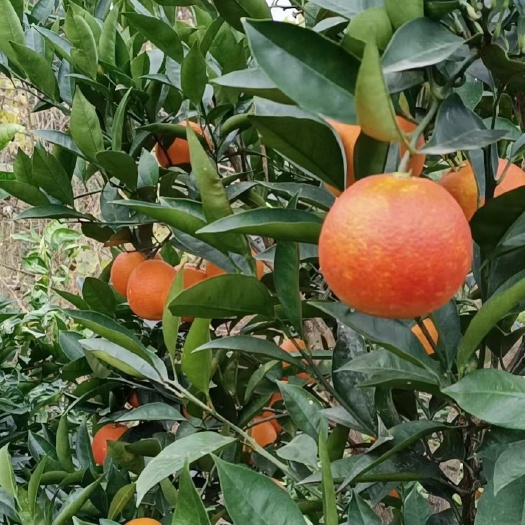 塔罗科血橙  美味饮品，还是新鲜橙汁好，天然鲜橙汁，中国健康