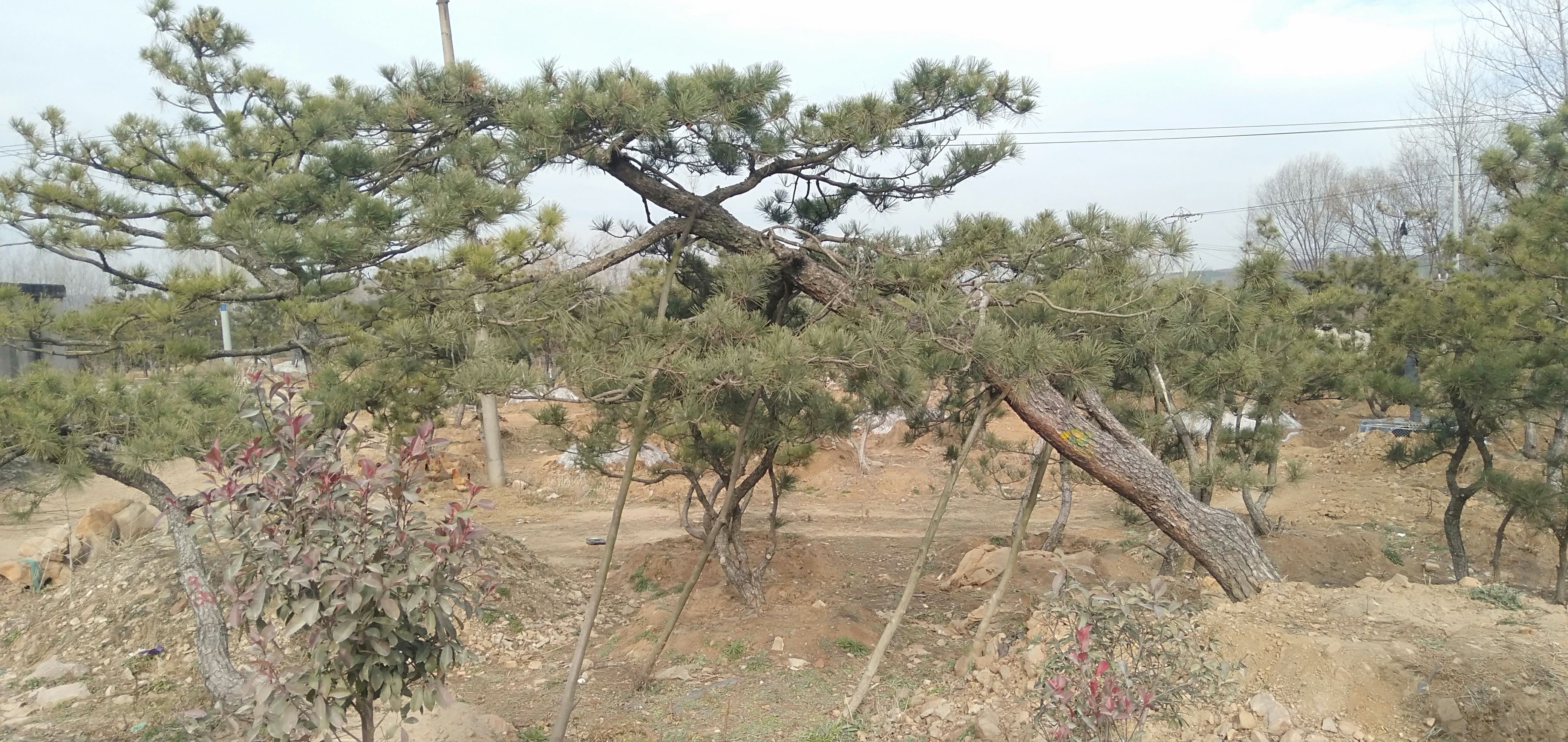 黑松  黄山松 造型松