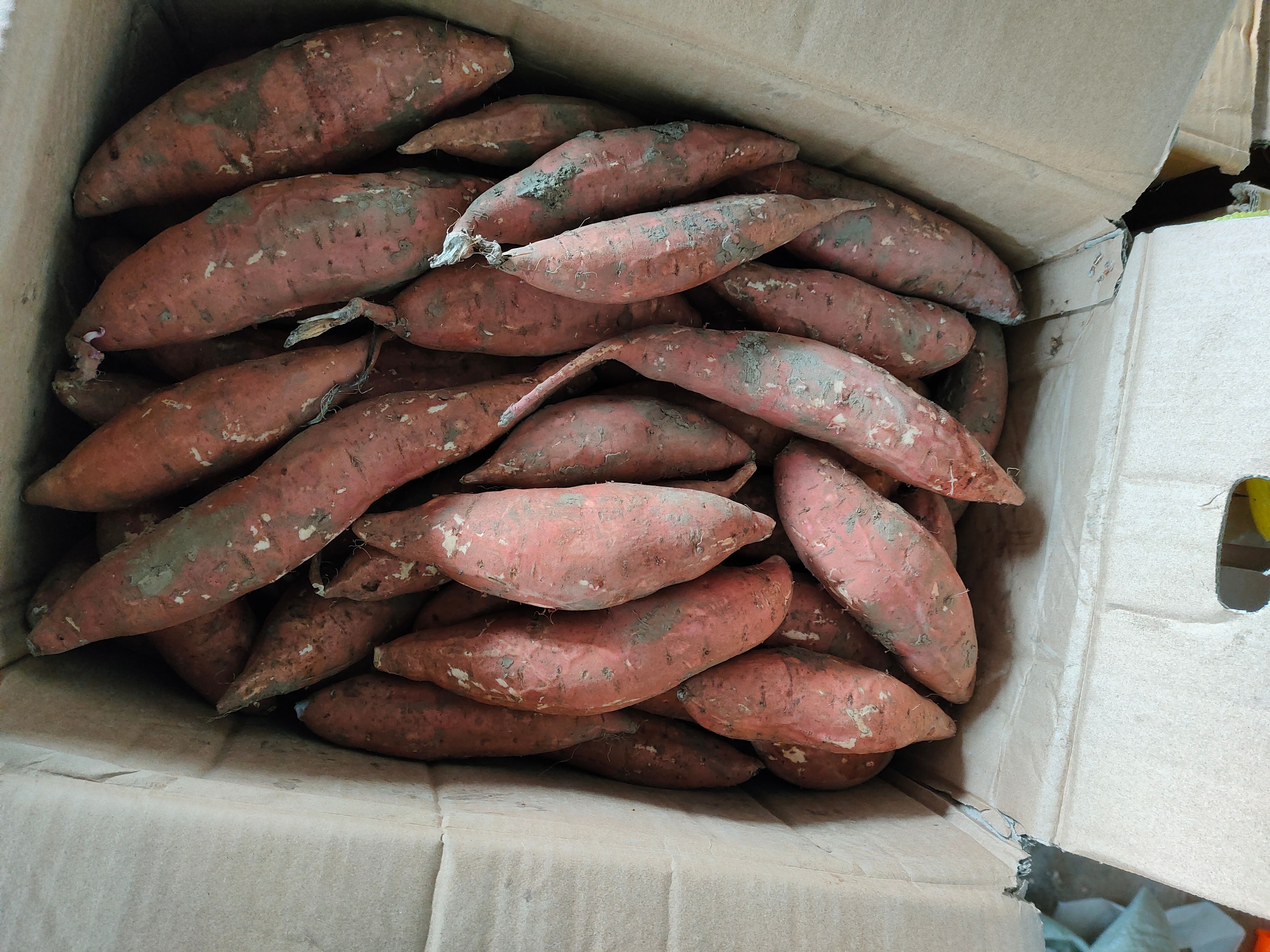 红薯 山东省潍坊市昌乐县 6两~1斤 红皮 