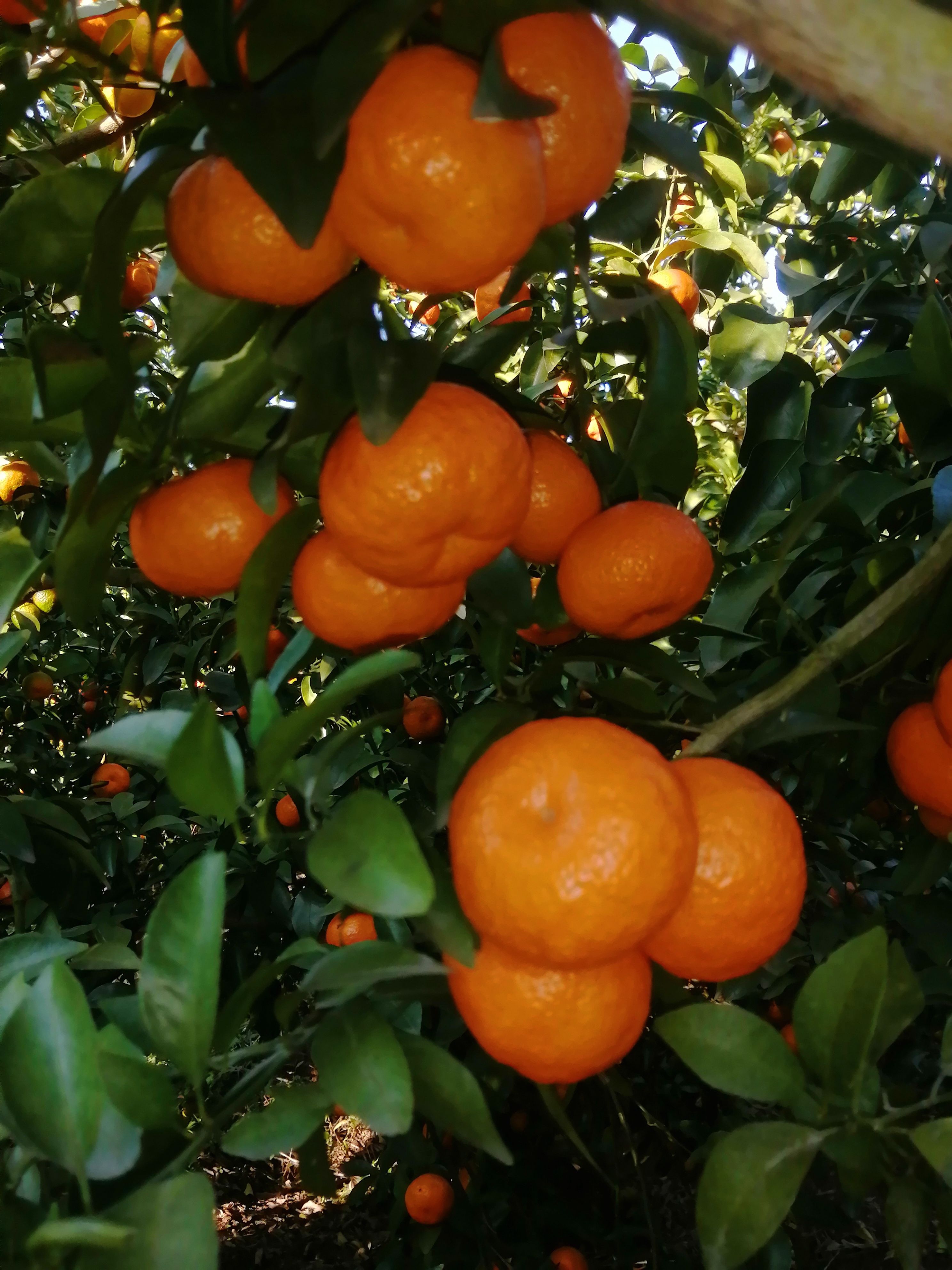  沙糖桔，老沙颜色好，无籽无渣入口即化