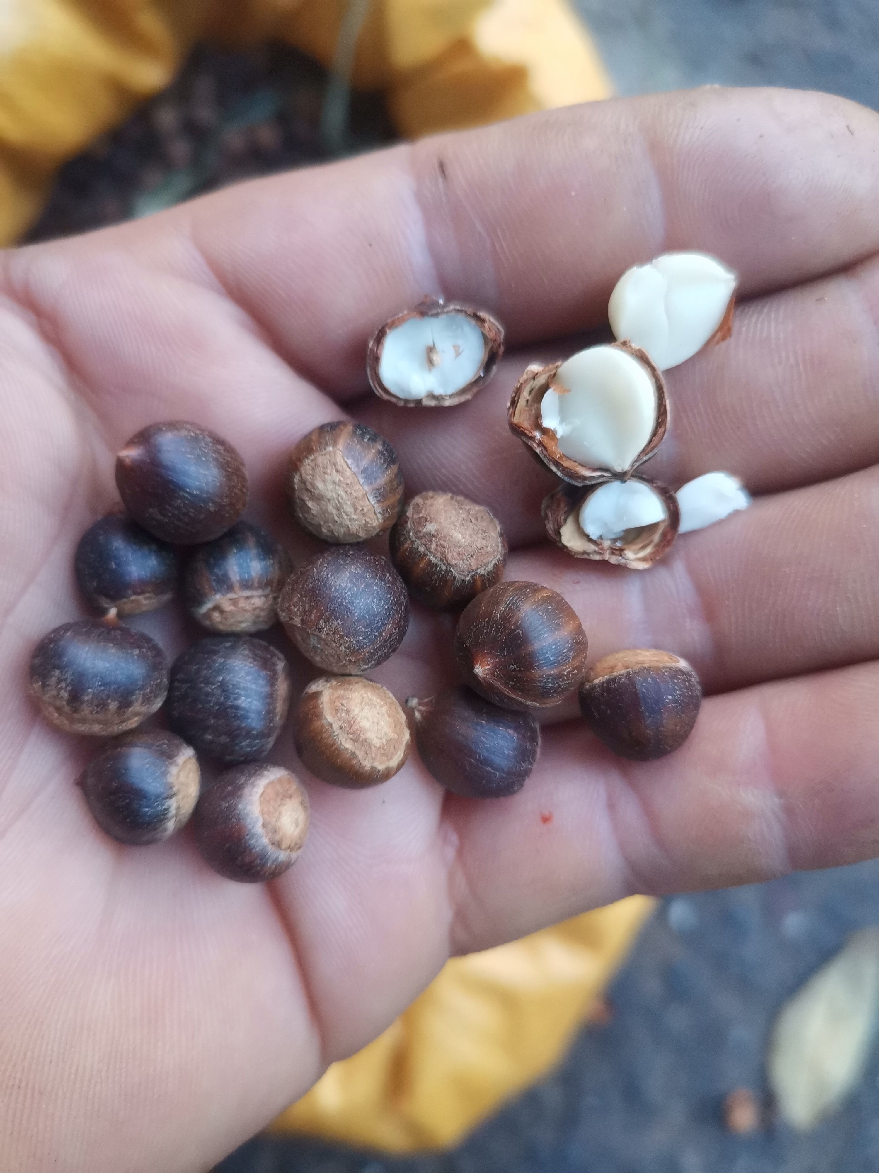 锥栗  鲜米锥子米沟园