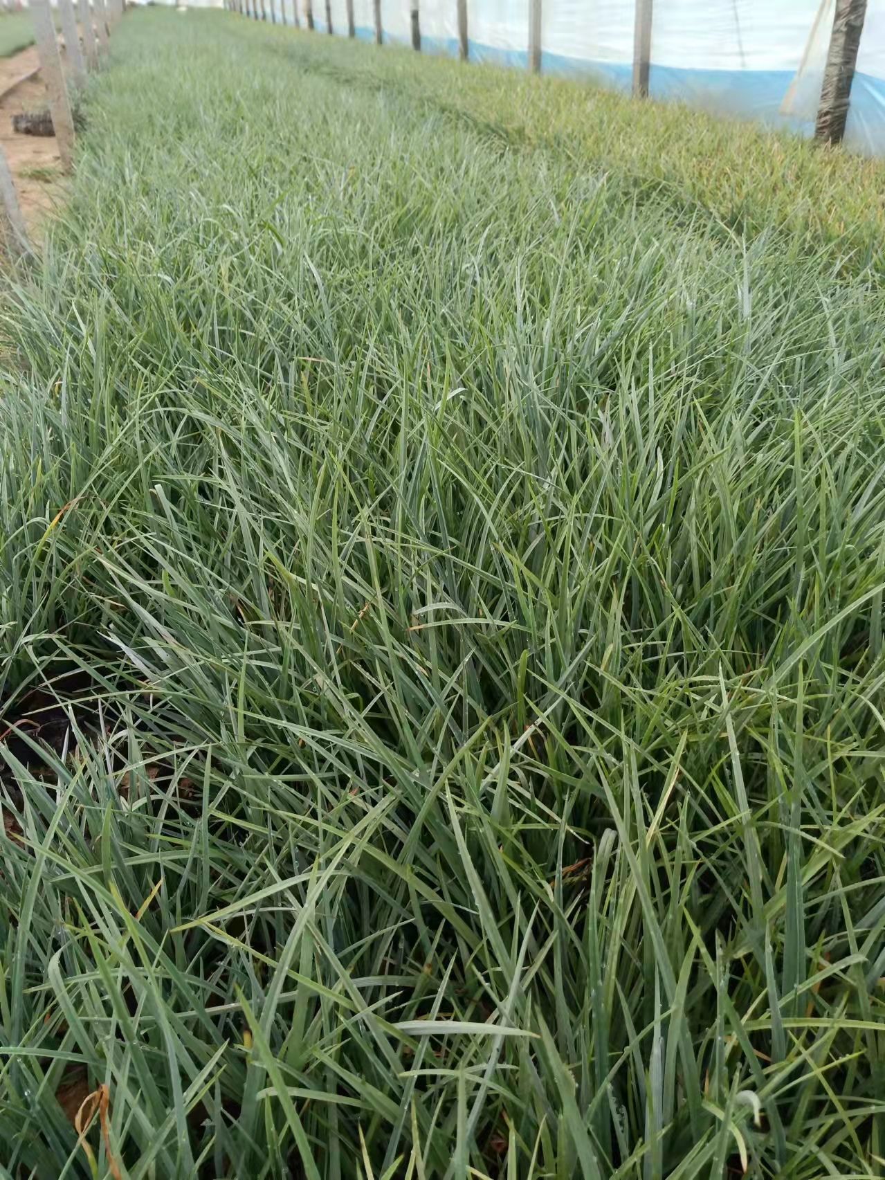 紫露草地被植物 青州发货 山东潍坊培育