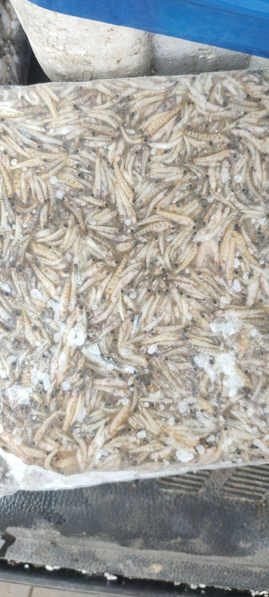 淡水，小黄鱼，山根鱼，一袋2斤自封袋转，保证质量