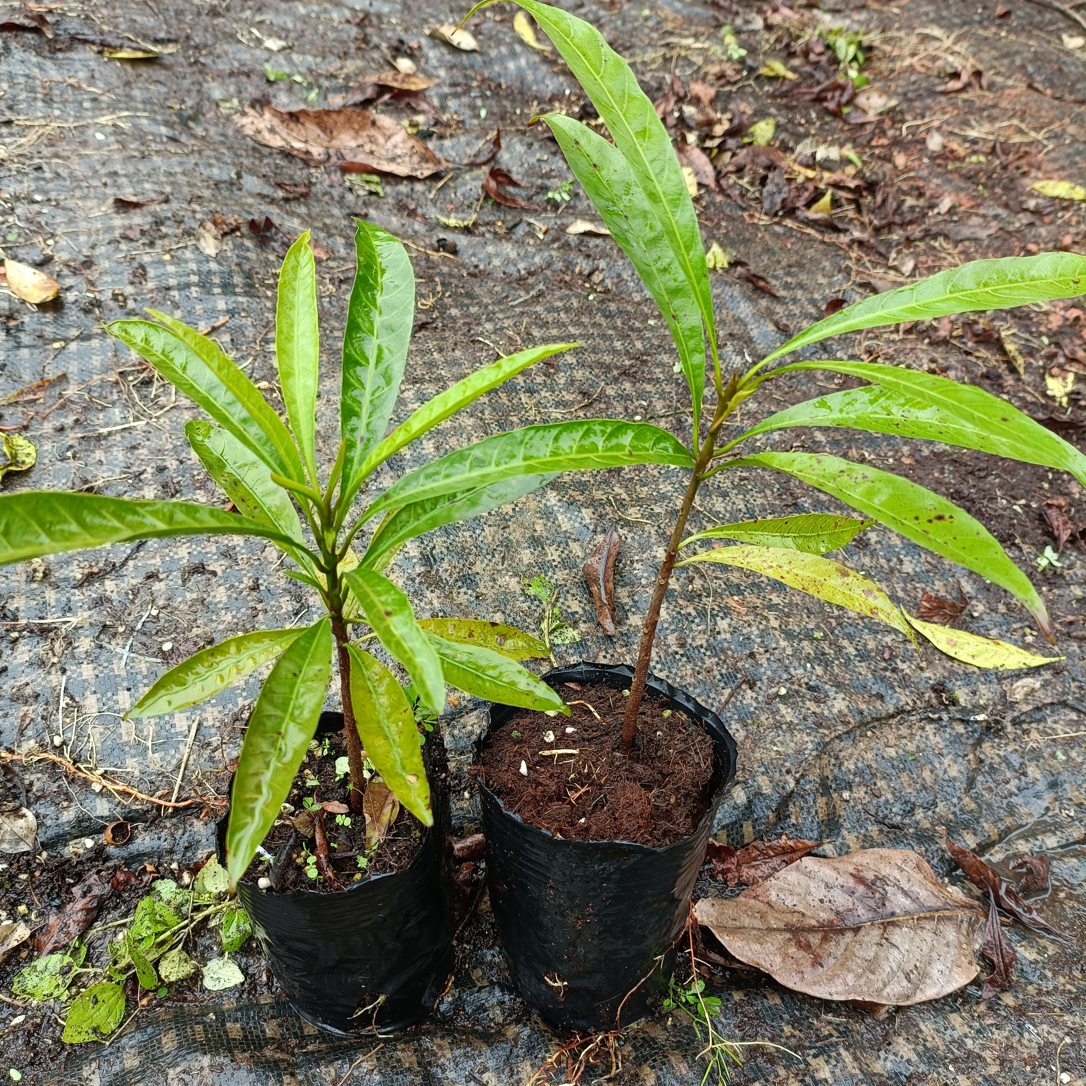 蛋黄果苗  蛋黄果鸡蛋果庭院盆栽地栽水果苗