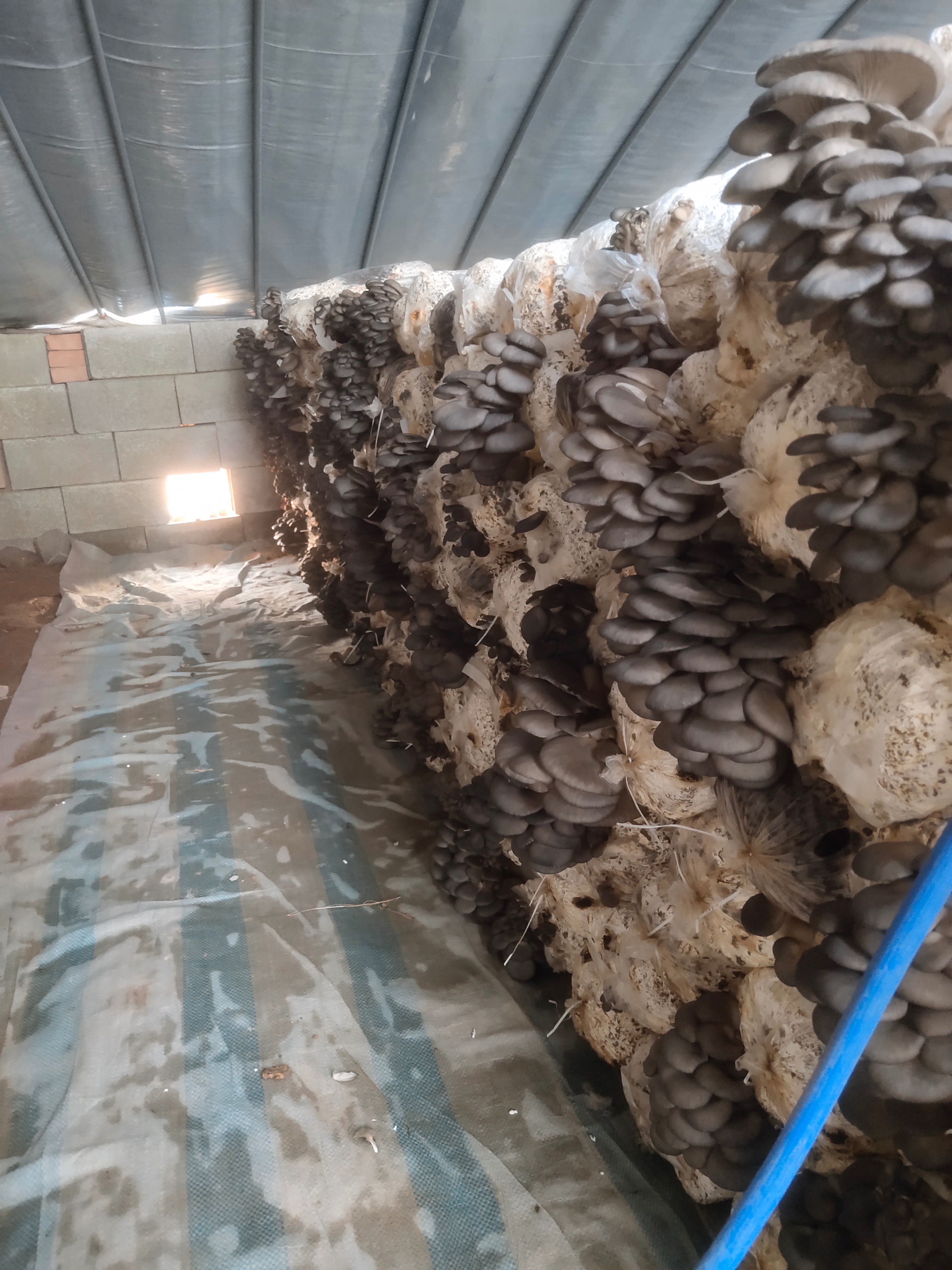 河北平菇基地新鲜黑平菇，然绿色种植，颜色鲜亮