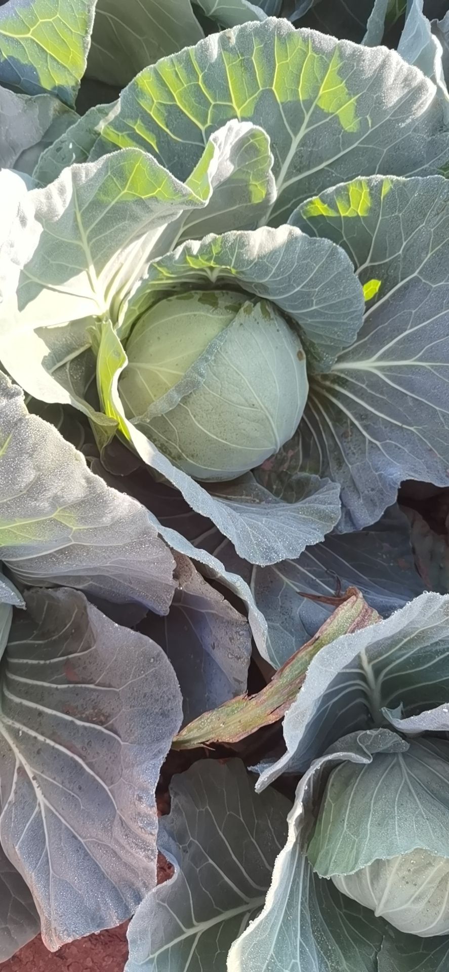 京丰一号甘蓝 云南大理宾川甘蓝大量上市需要的欢迎来产地看货订