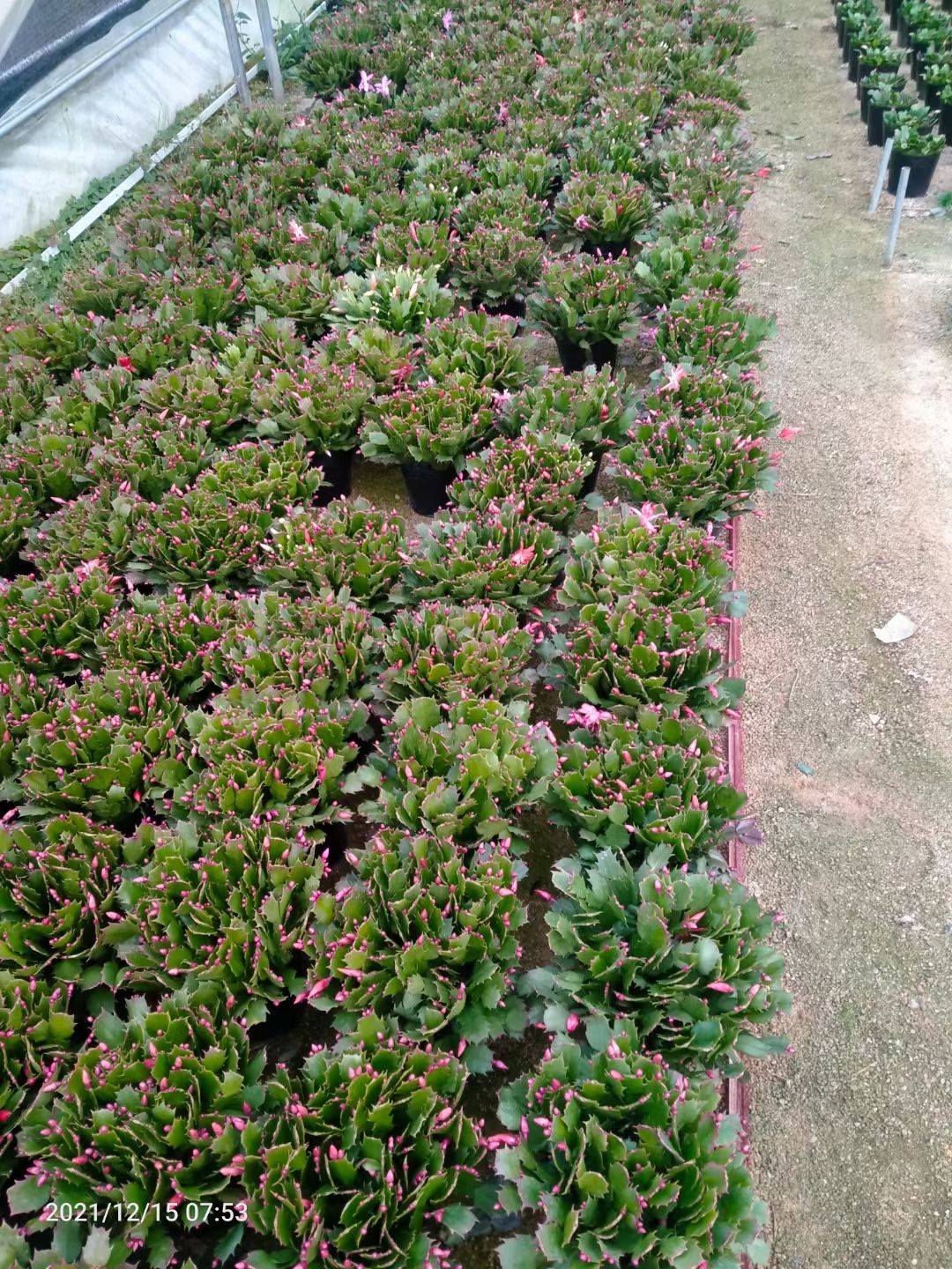 蟹爪兰盆栽，精品，双色，单色，永福基地直销