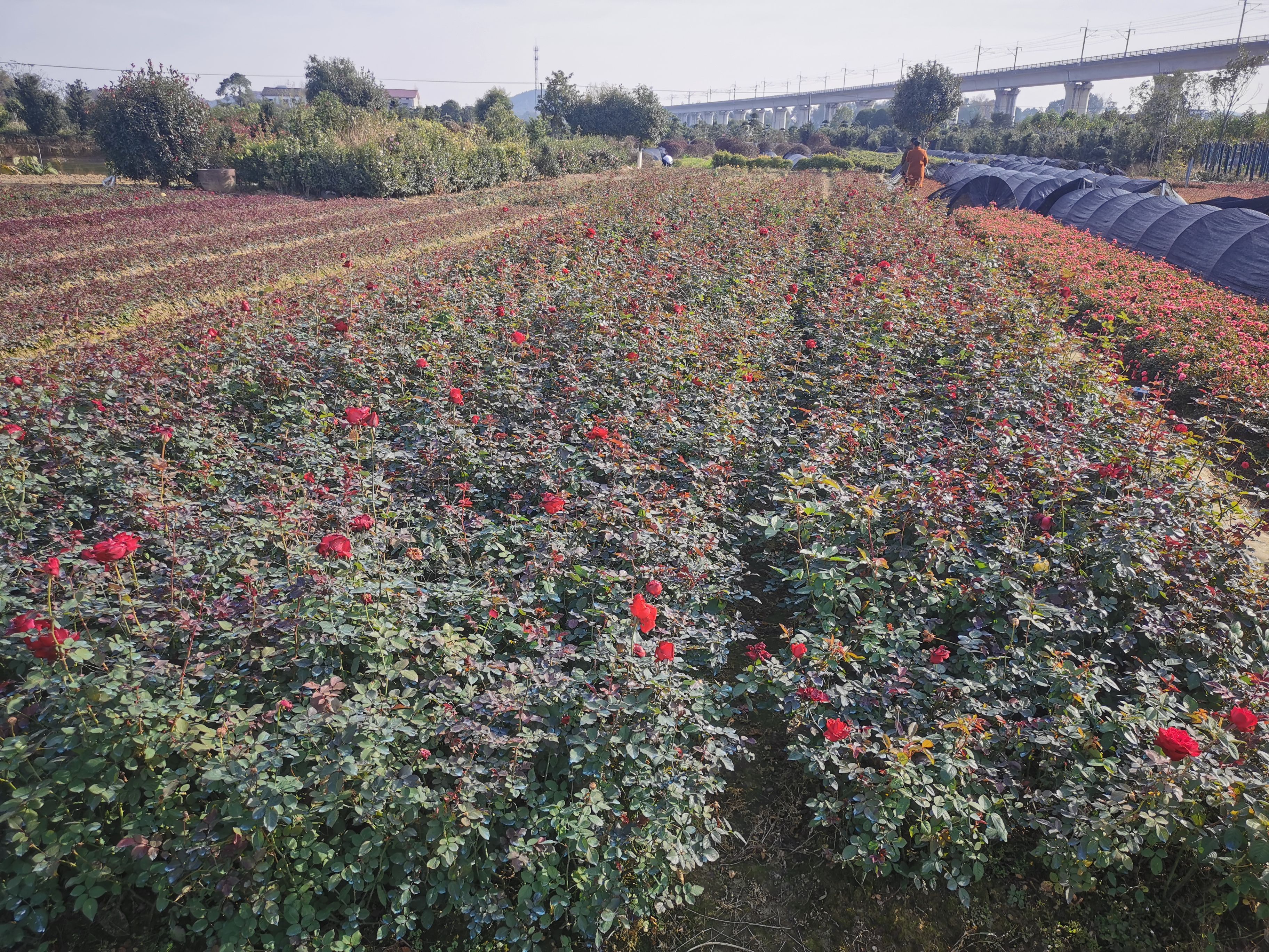  场地直销 玫瑰苗 丰花月季 量大价优
