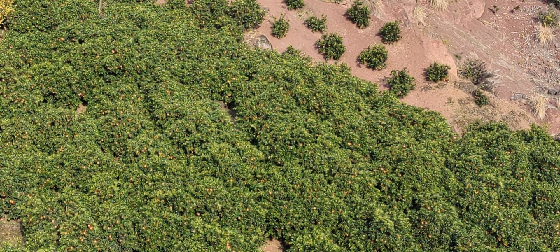 奉节脐橙品质不必多说
