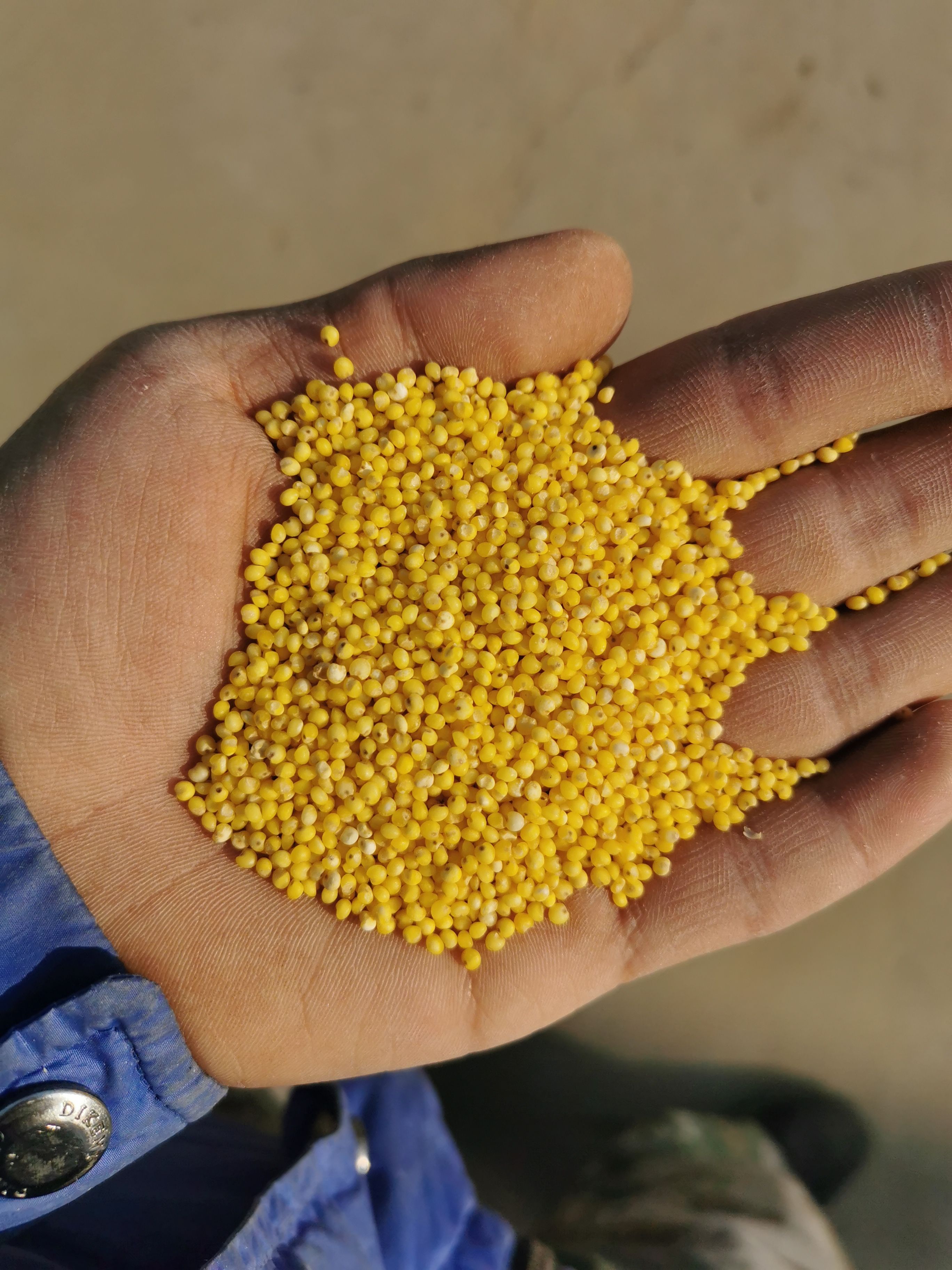 黄小米 糜子米质量好