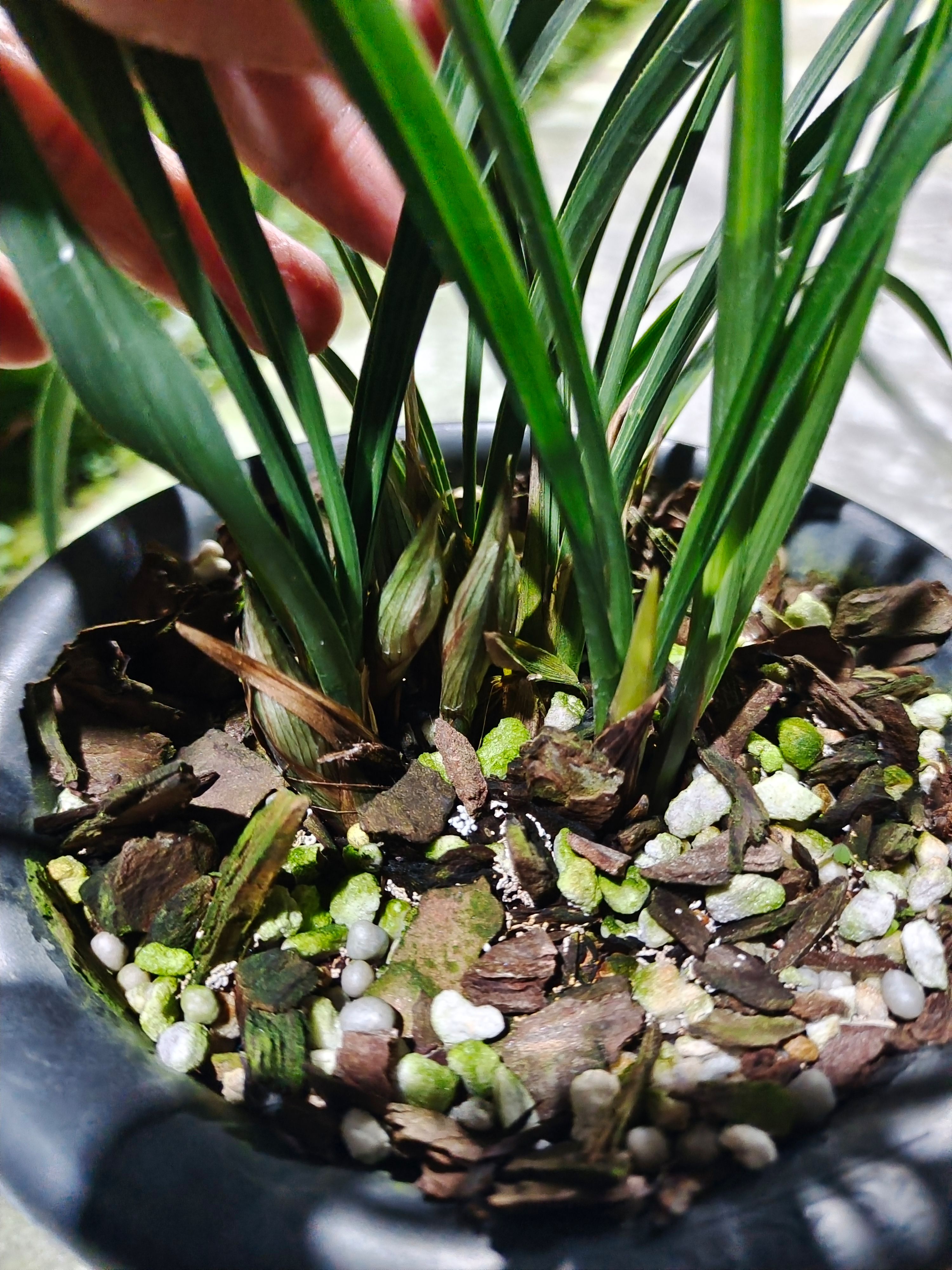 兰花花苗春兰无上神品西神梅 苗水仙瓣浓香花苞好养易成活绿植