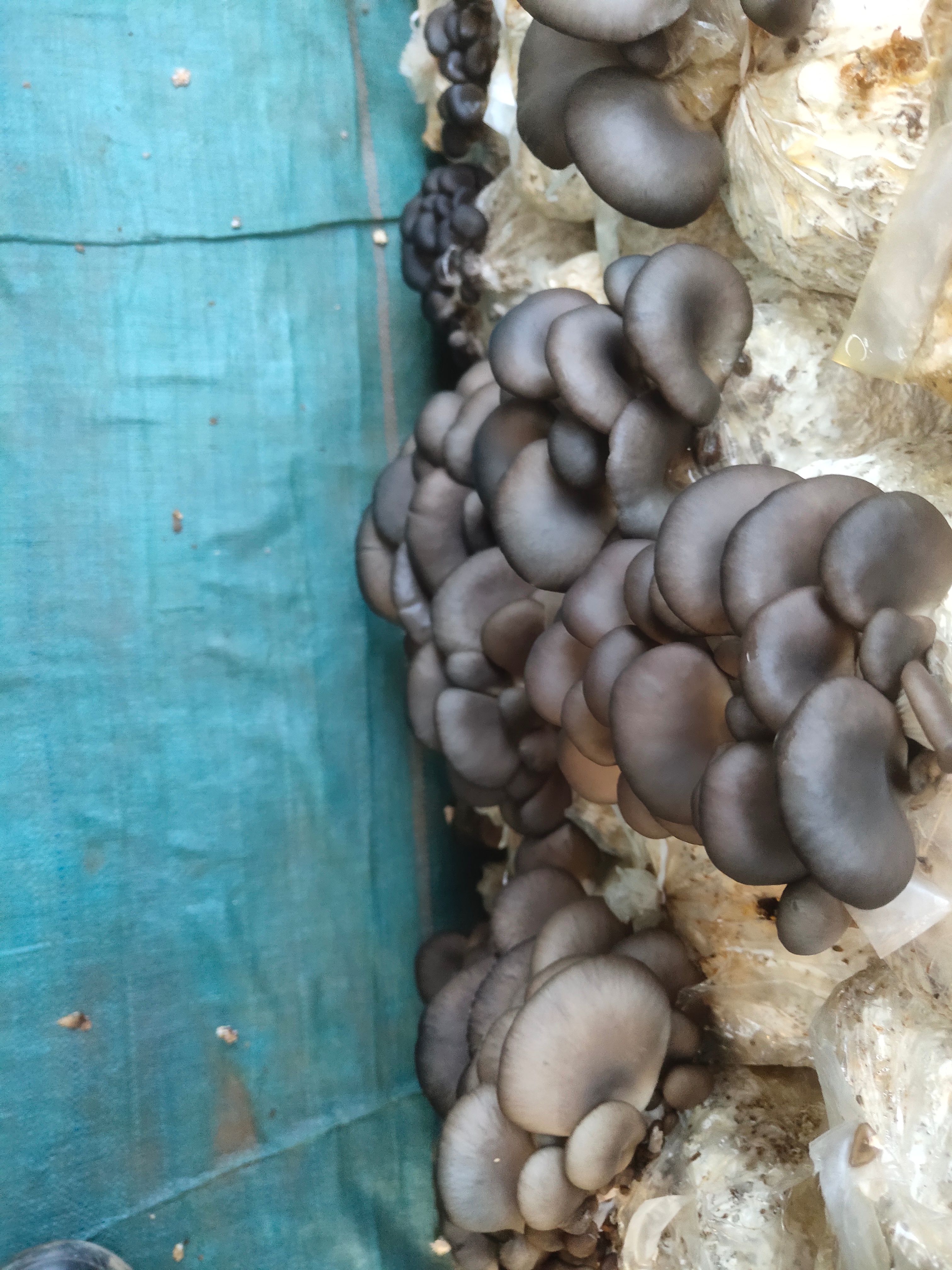 河北平菇基地新鲜平菇，绿色种植，颜色鲜亮，货源充足