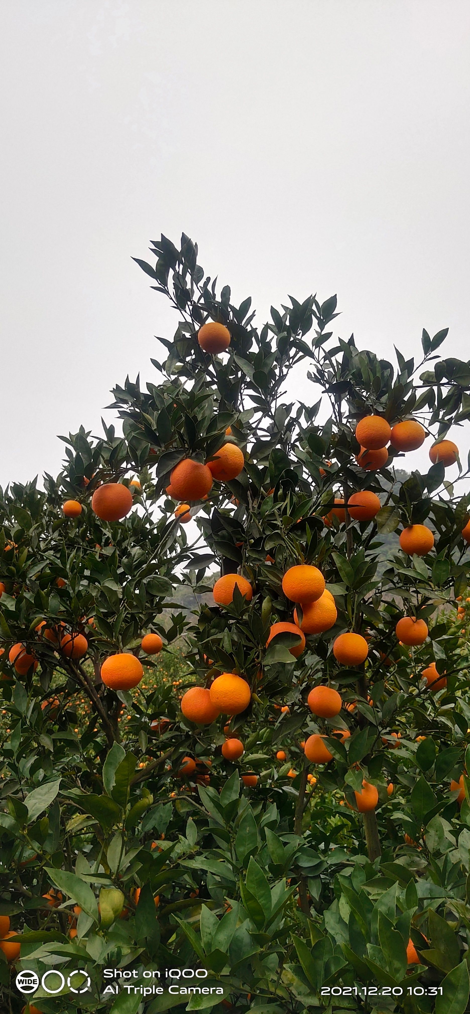冰糖橙，锦蜜冰糖，埃及甜橙，，纯甜冰糖橙