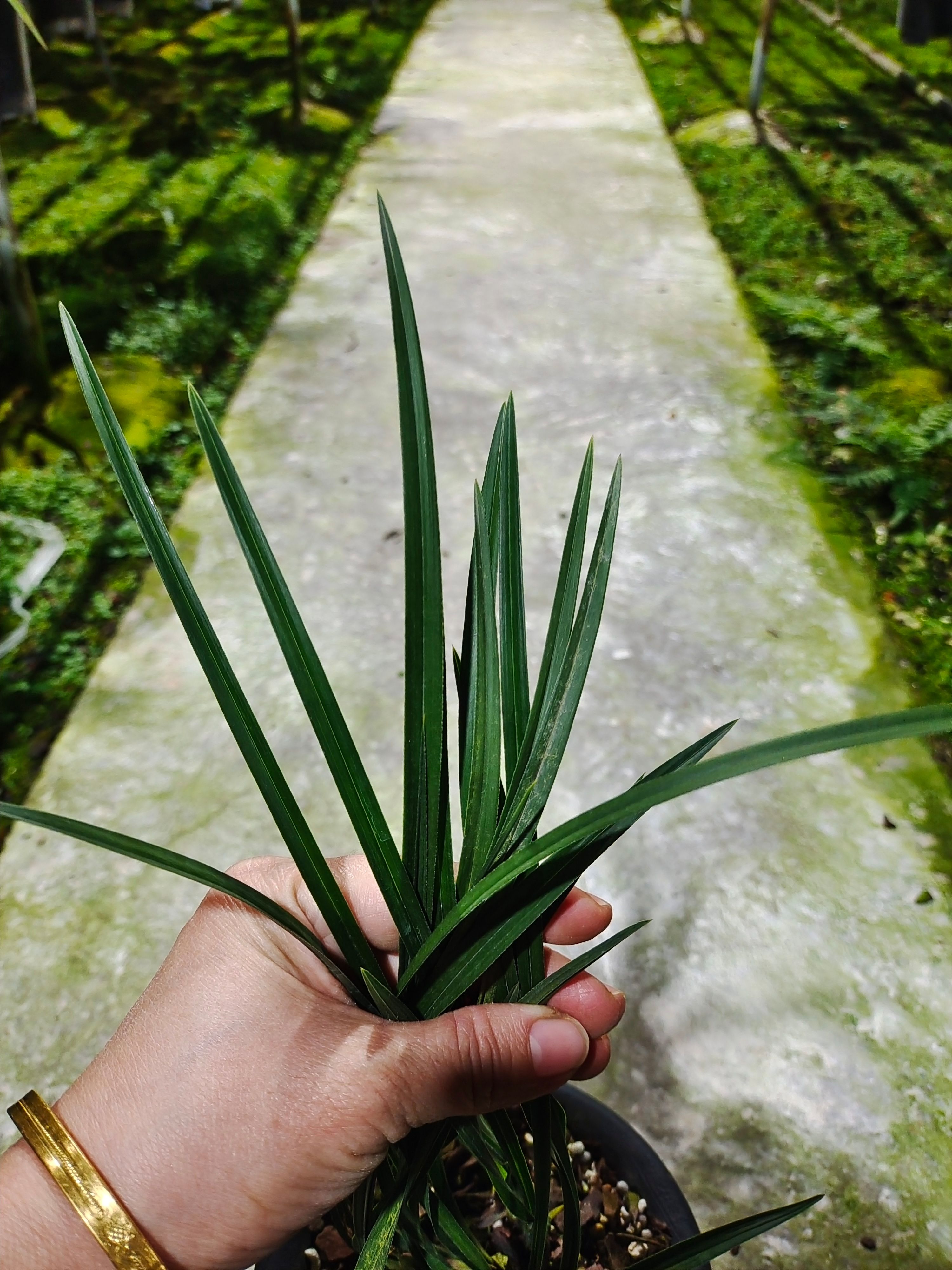 兰花花苗春兰无上神品西神梅 苗水仙瓣浓香花苞好养易成活绿植
