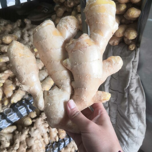 行唐县面姜   优质烘干姜    坏果包赔