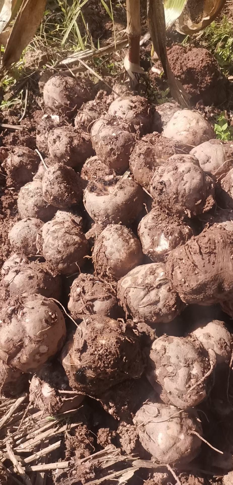 魔芋种子 低海拔花魔芋种