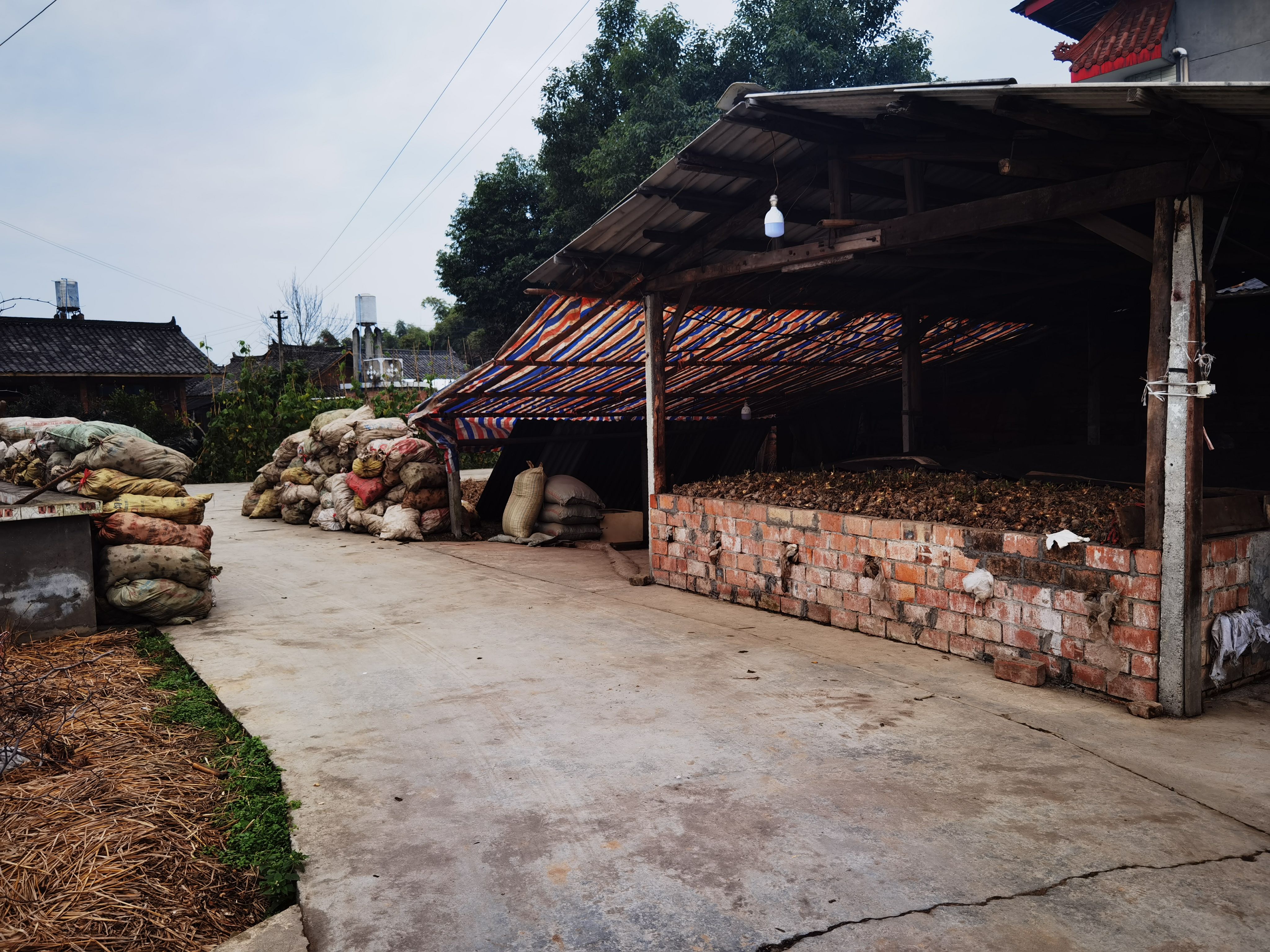  川泽泻   自家个体户种植