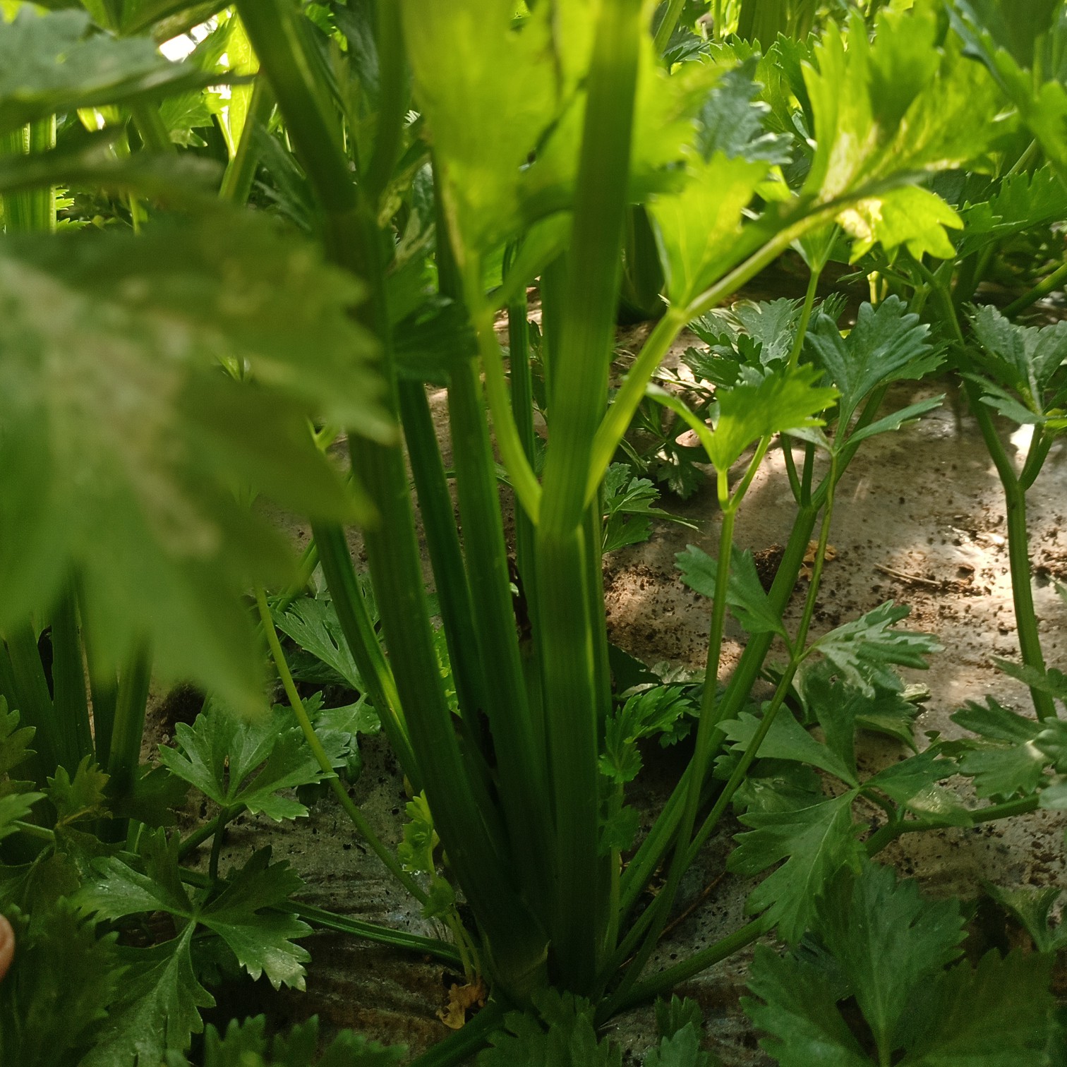 西芹，量大刚出棚西芹