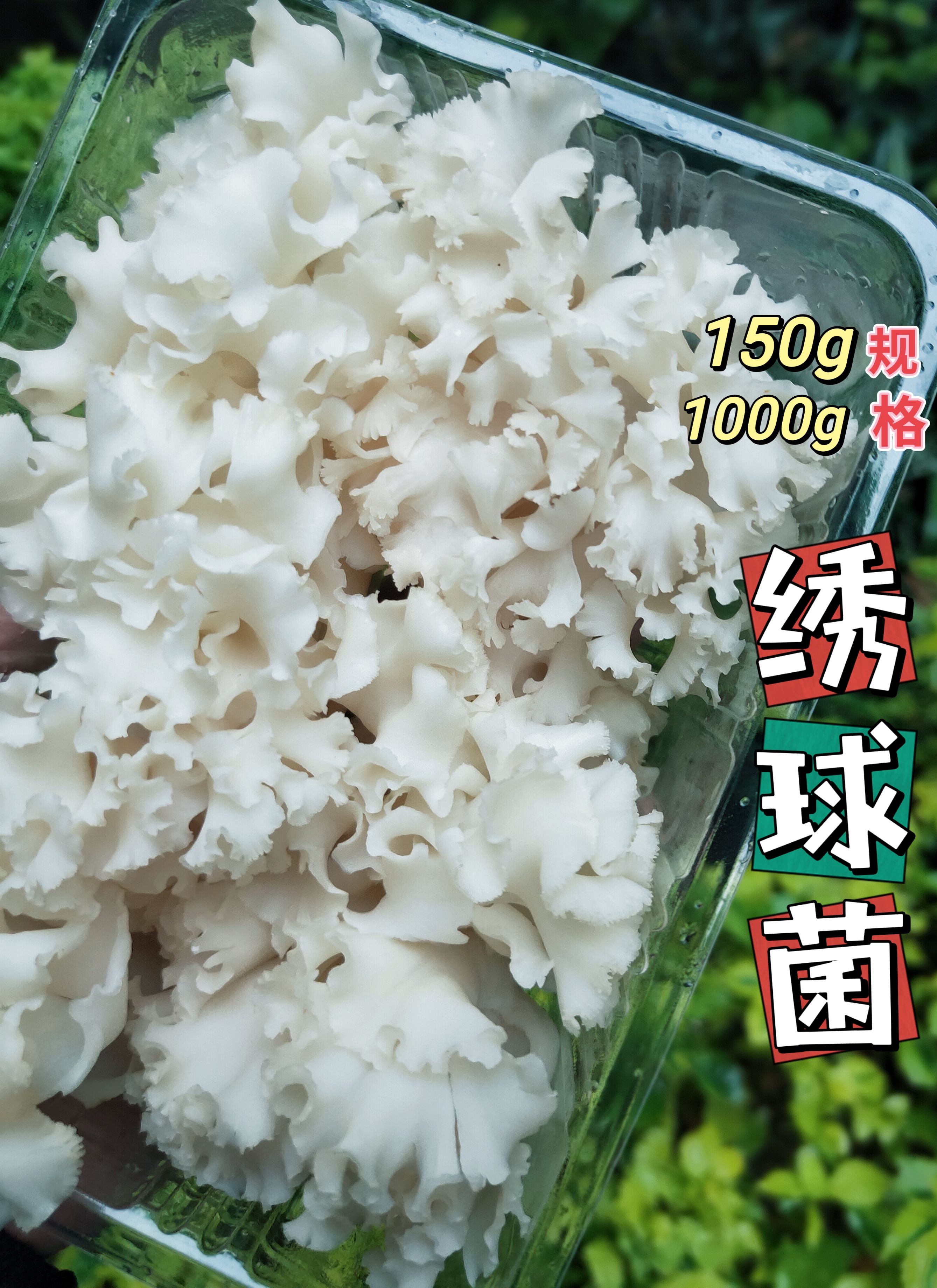 古田县绣球菌 150克 x 20盒六斤顺丰包邮