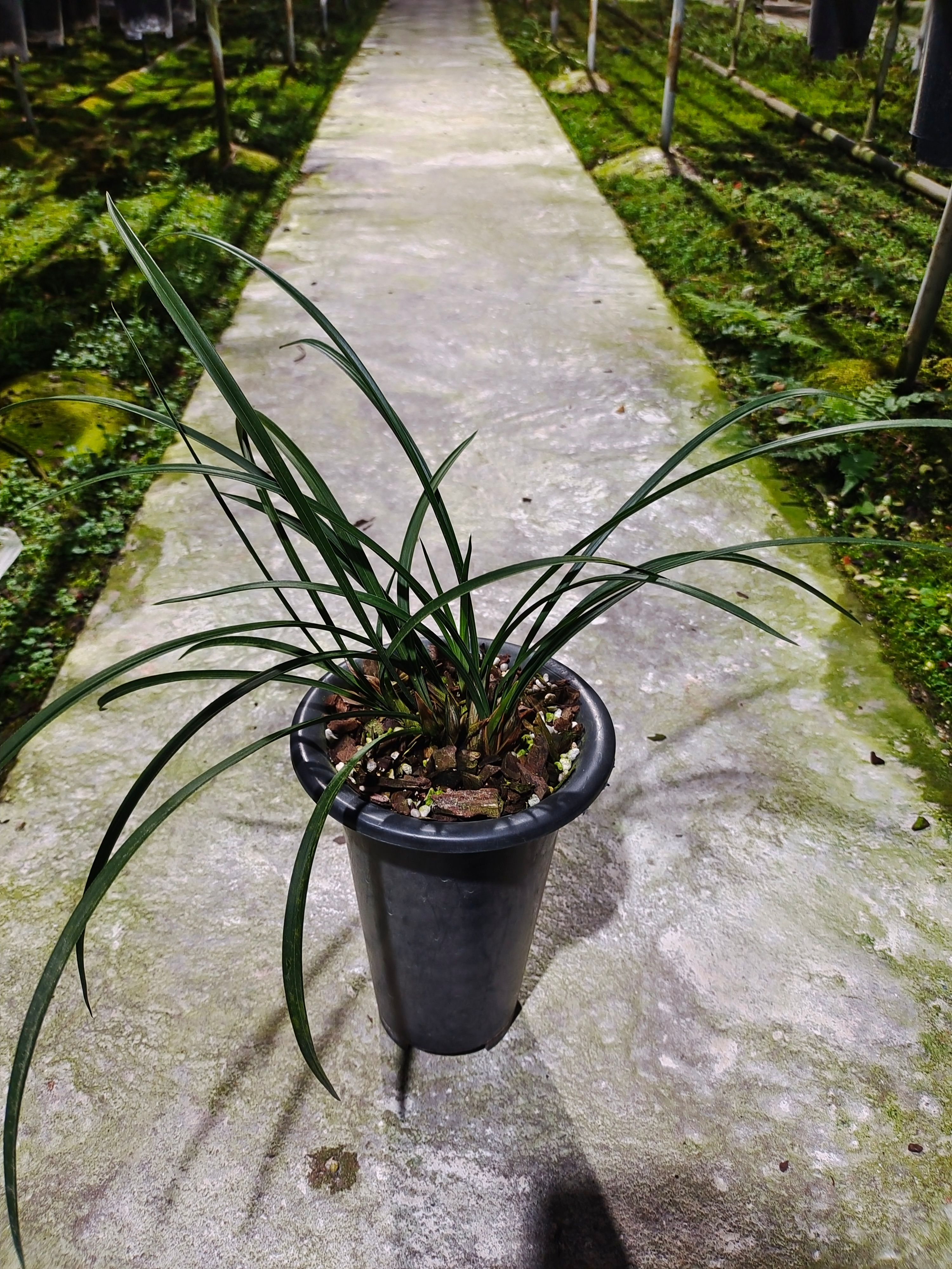 兰花花苗春兰无上神品西神梅 苗水仙瓣浓香花苞好养易成活绿植