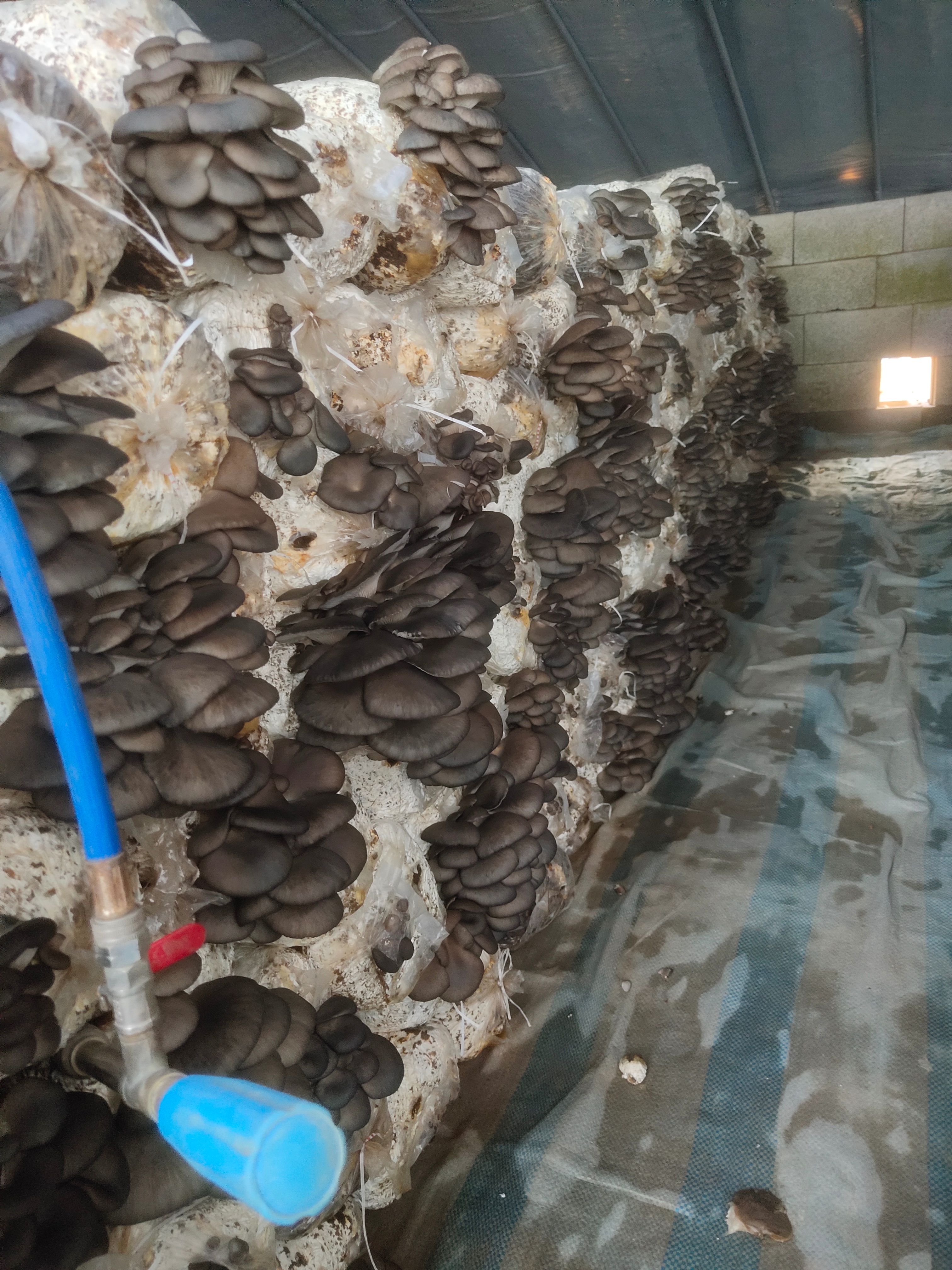 河北平菇基地新鲜平菇，绿色种植，颜色鲜亮，货源充足