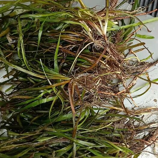 道县 苦草，扁担丝（草）