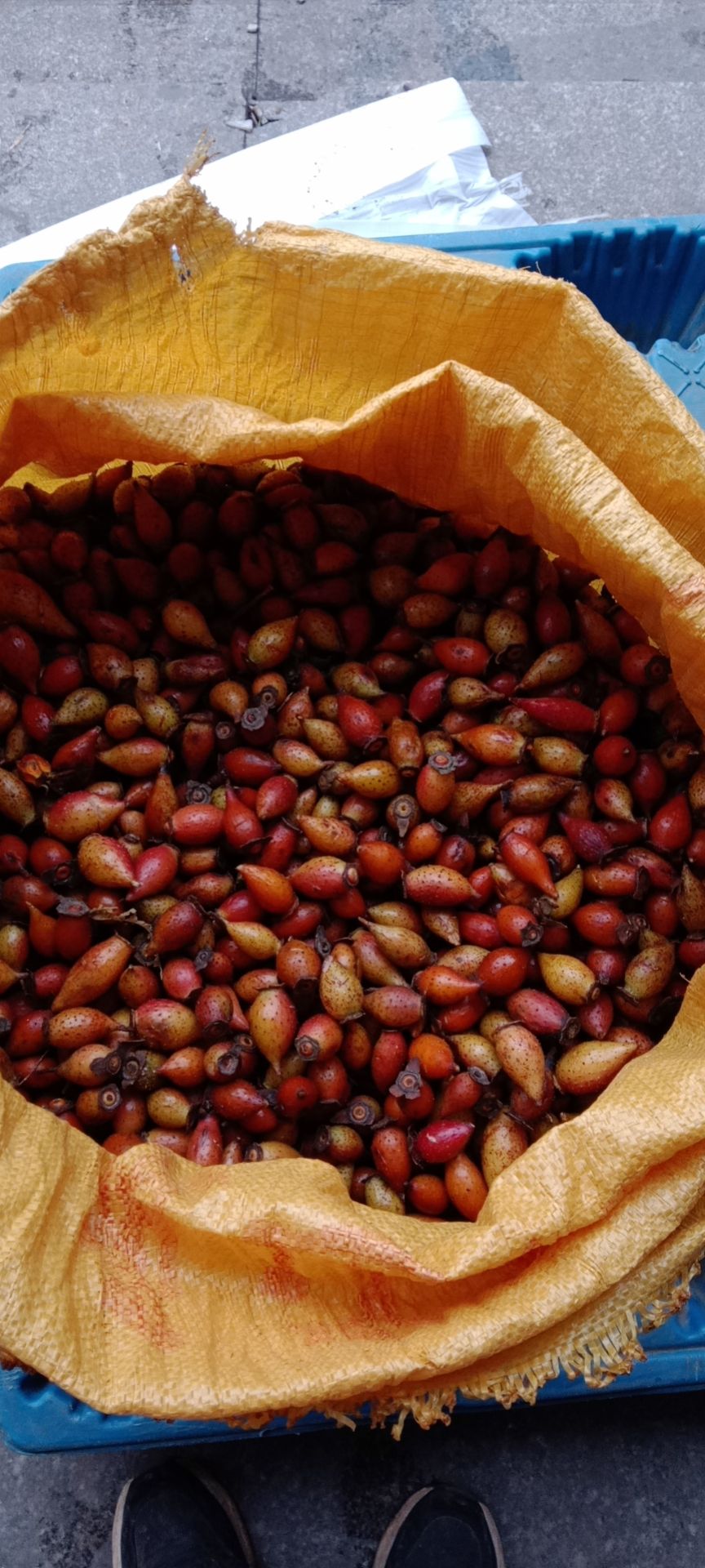 金樱子，新鲜金樱子大量供应，