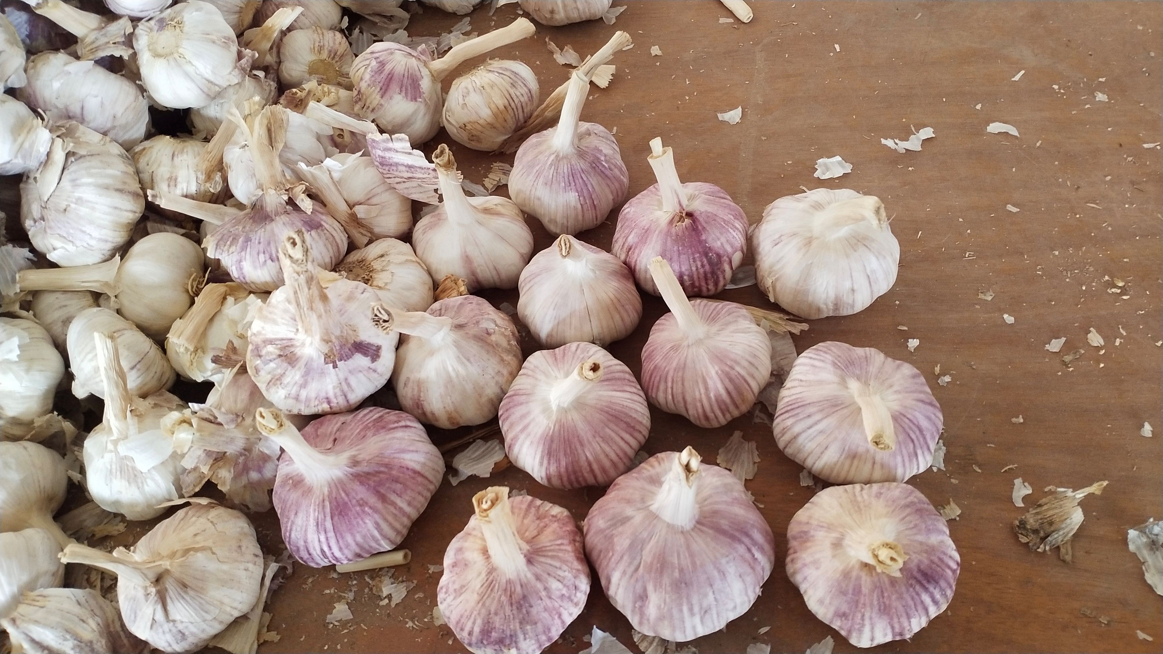 红皮蒜  紫皮蒜  金乡大蒜  产地直销 代发全国市场  冷