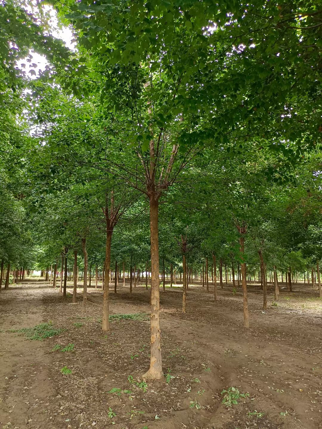 鄢陵15的三角枫，上车1600