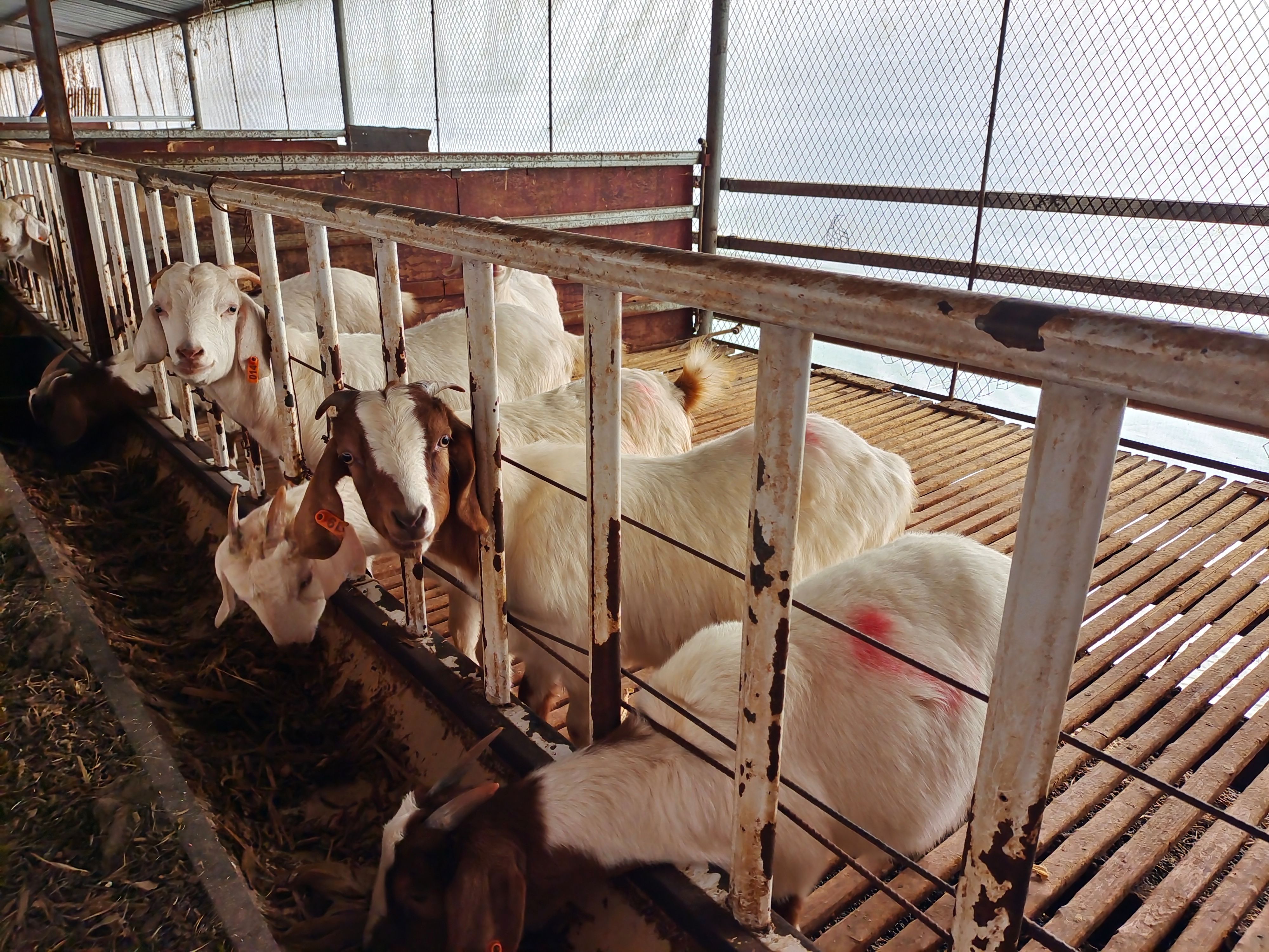  波尔山羊  波杂，自家羊场自繁自养，欢迎来选购