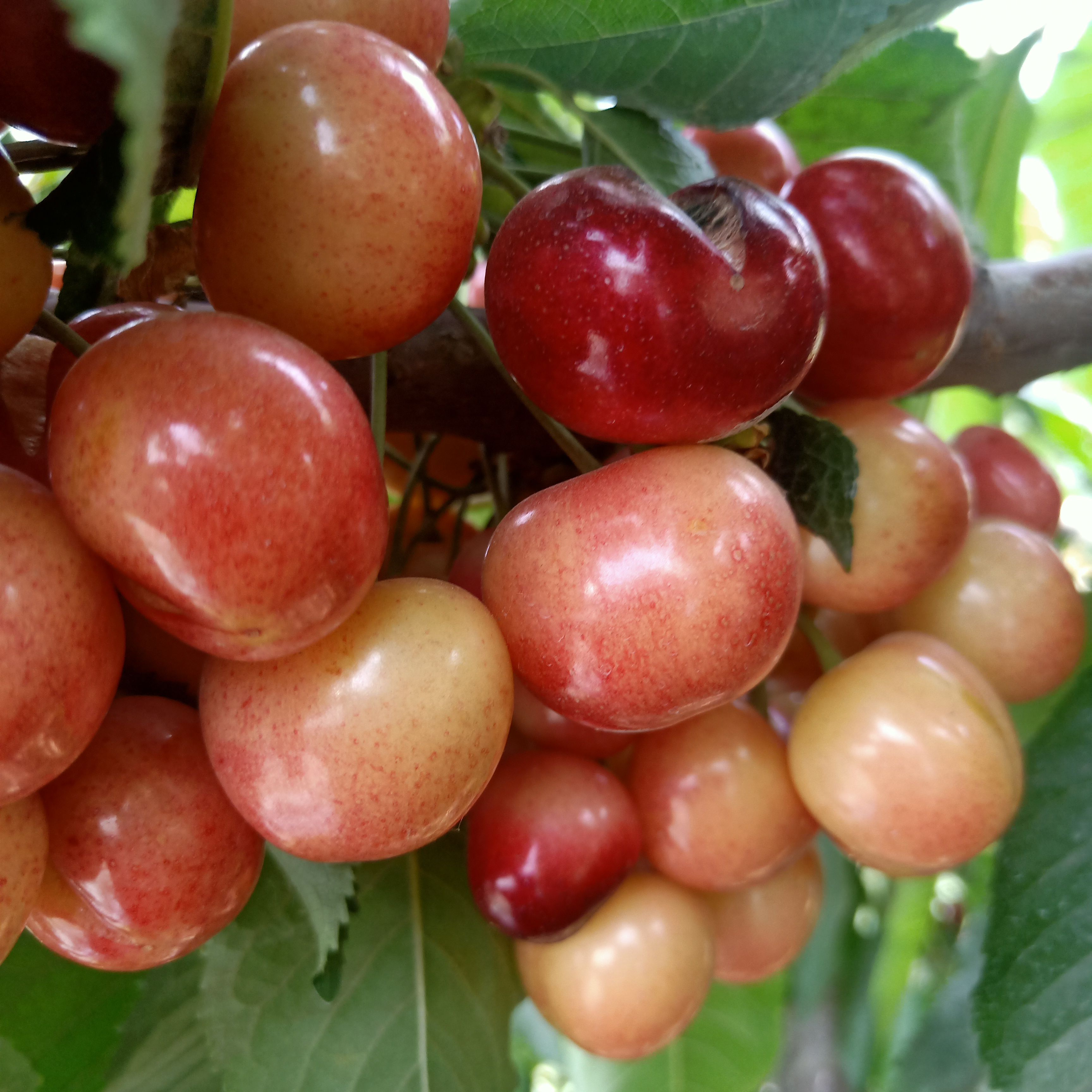 俄罗斯8号樱桃苗 车厘子矮化樱桃树苗辉煌俄八樱桃苗