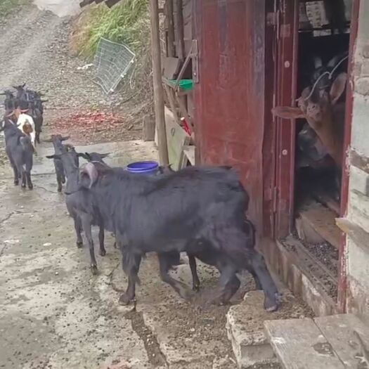 安化县黑山羊种羊