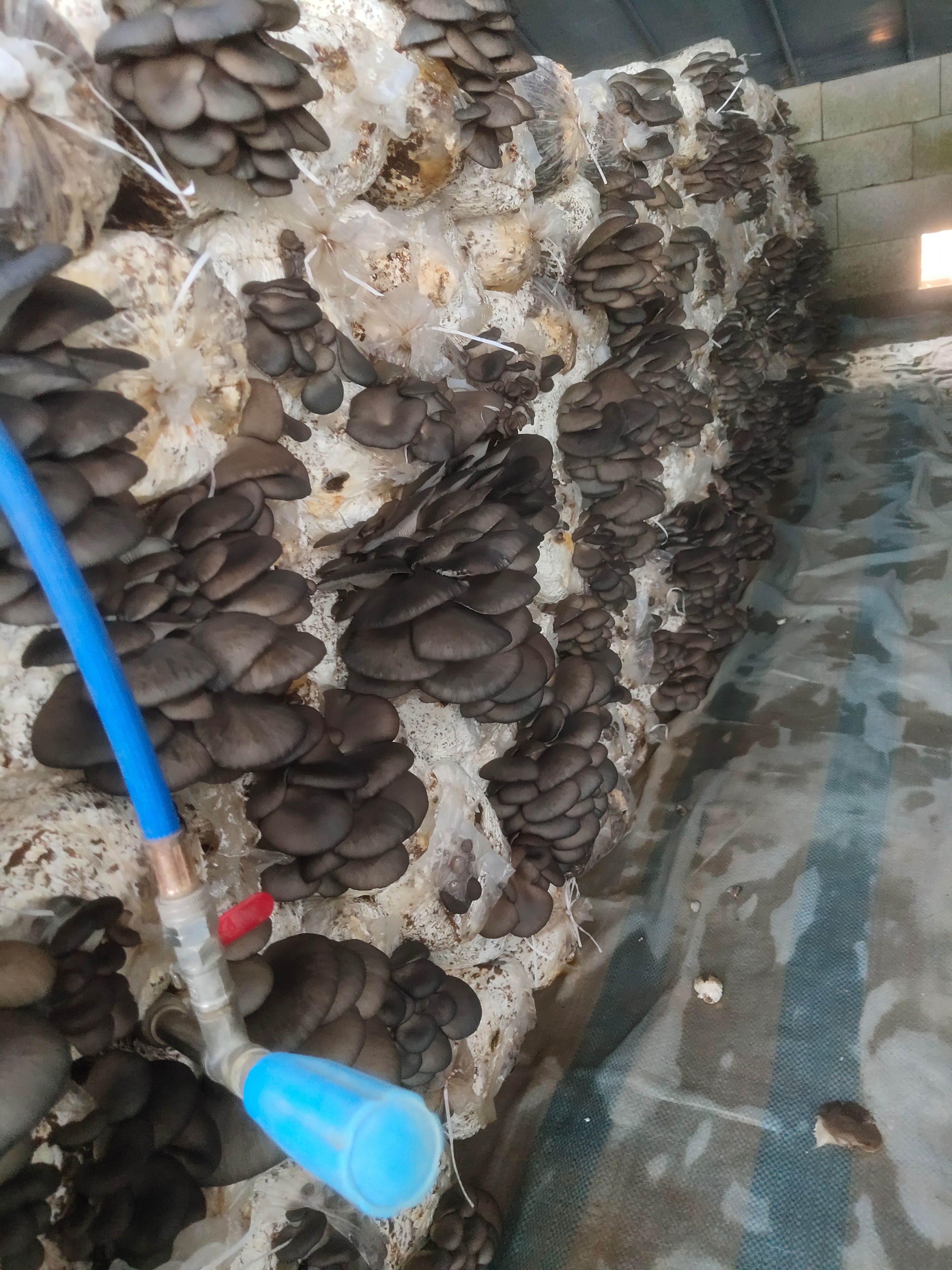 河北平菇基地新鲜黑平菇，然绿色种植，颜色鲜亮