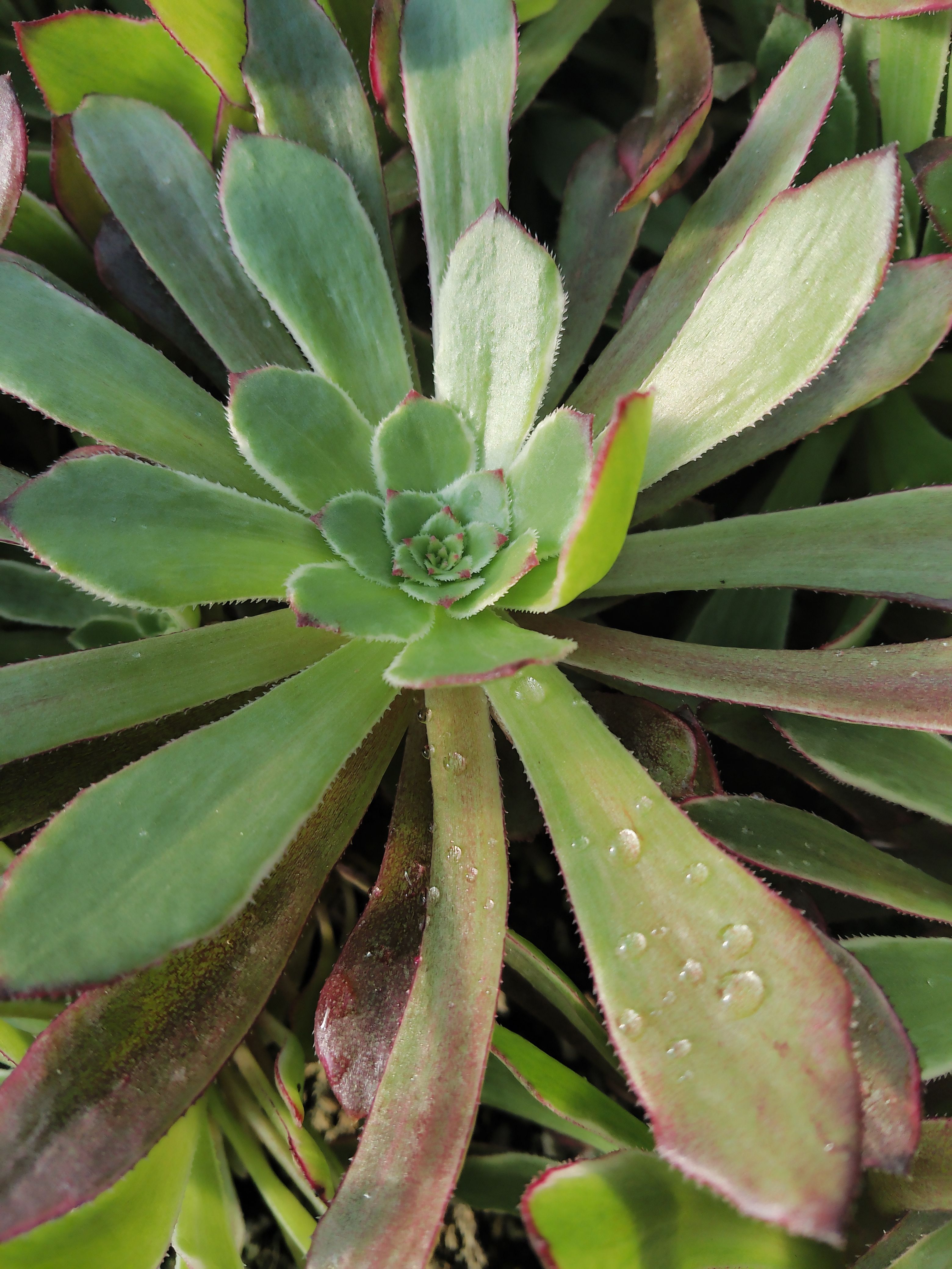  水墨画砍头苗尺寸8/12出1000个打包1元