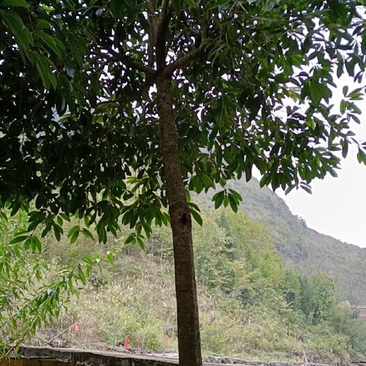 罗甸县八月桂 桂花树