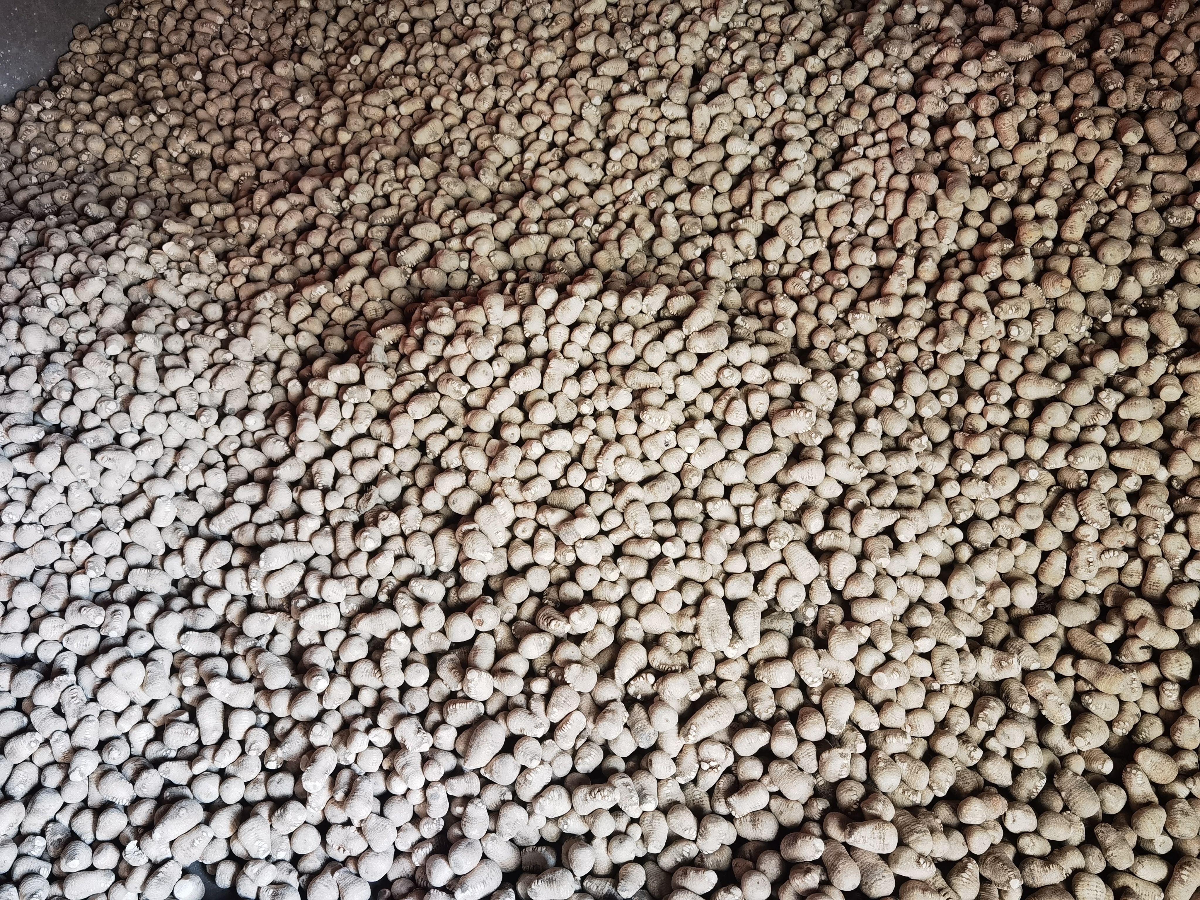  川泽泻   自家个体户种植