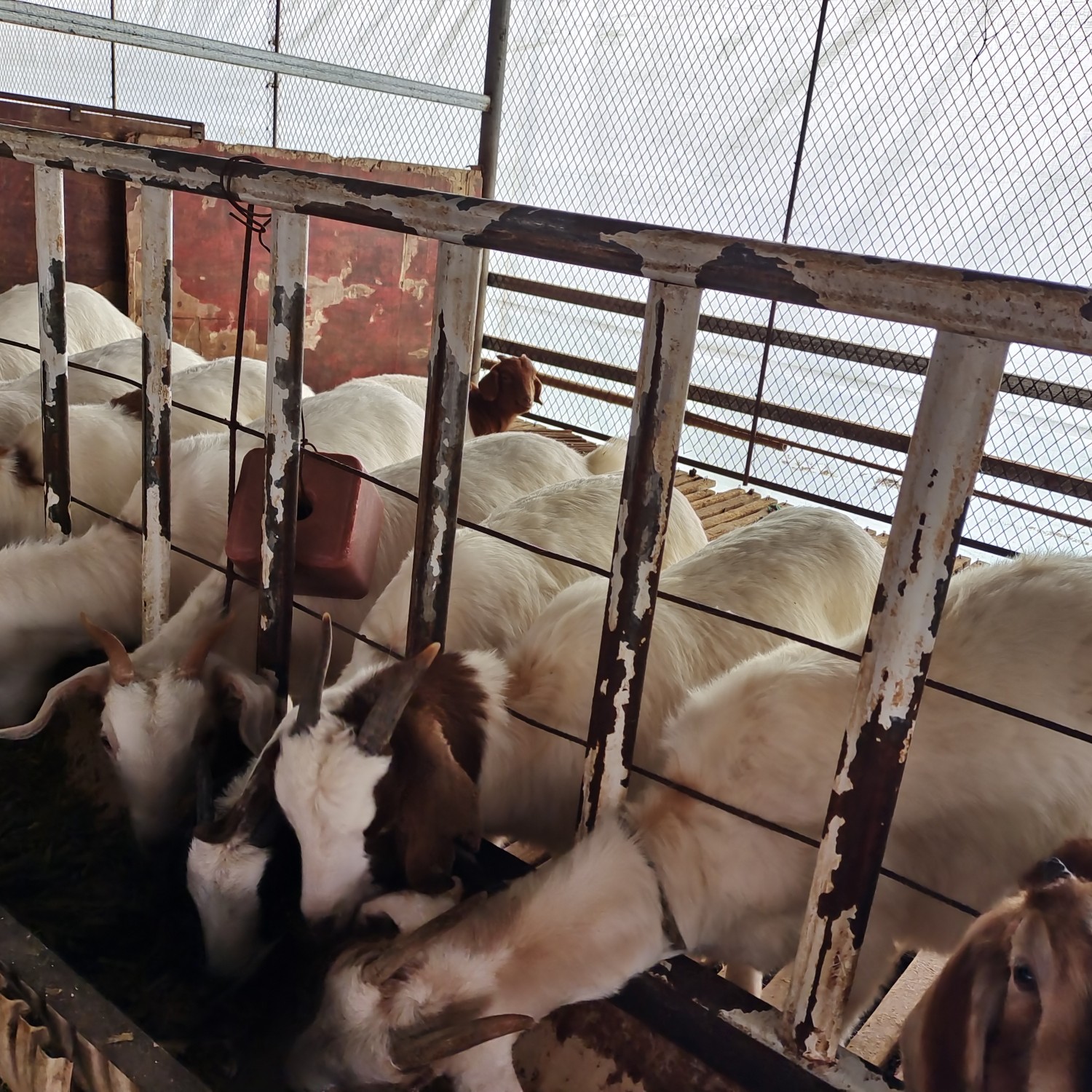  波尔山羊  波杂，自家羊场自繁自养，欢迎来选购