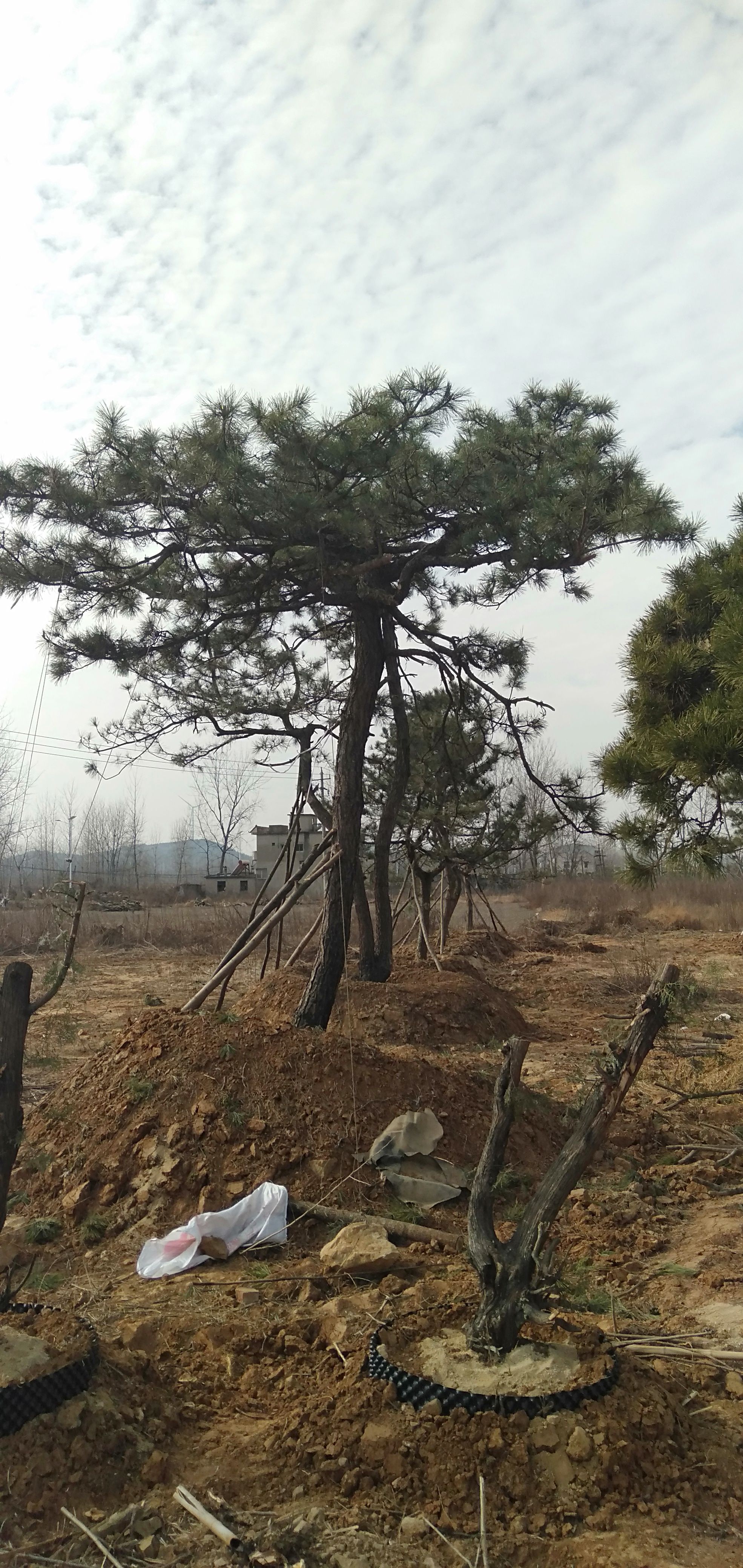 黑松  黄山松 造型松