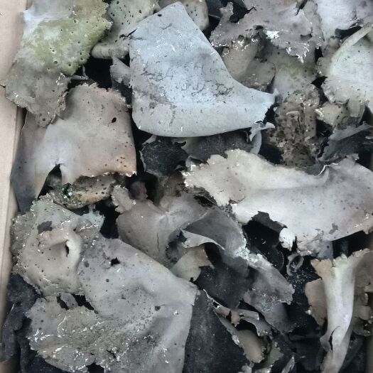 木里县八公分以上的石耳