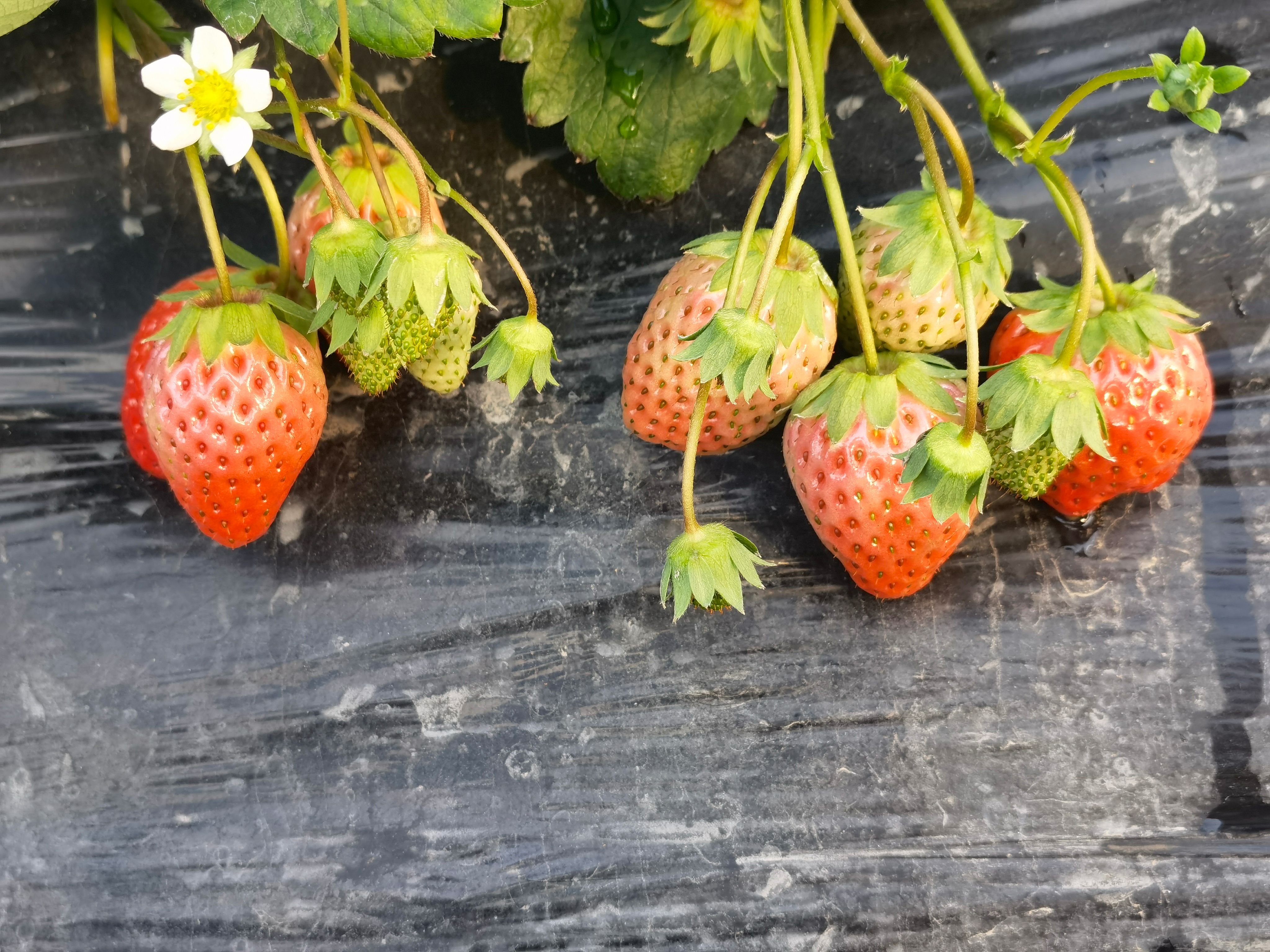 “基地直发”长丰红颜草莓   欢迎社区团购  大经销商洽谈