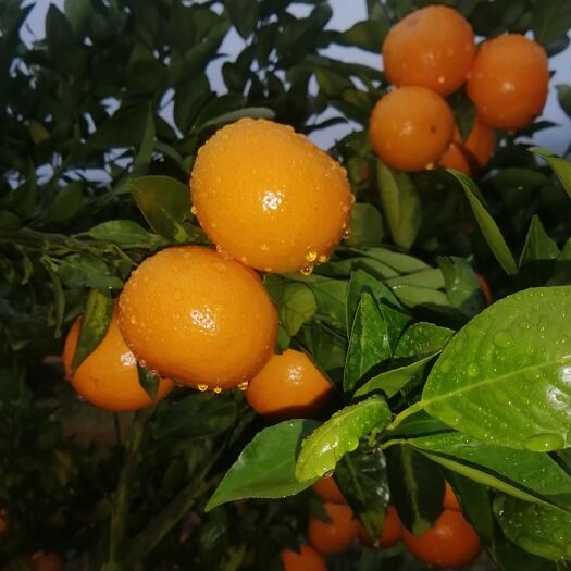 始兴县 皇帝柑，颜色好，皮薄入口即化