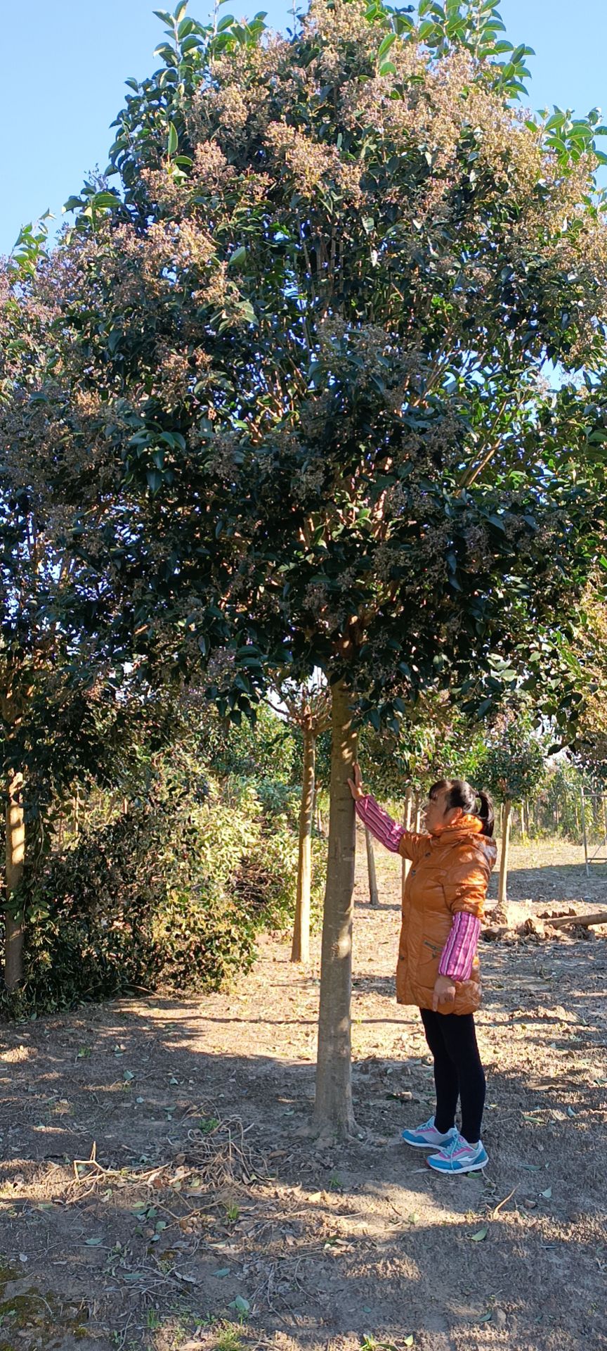 大叶女贞   清地处理7-8-9-10-11-12-13-1