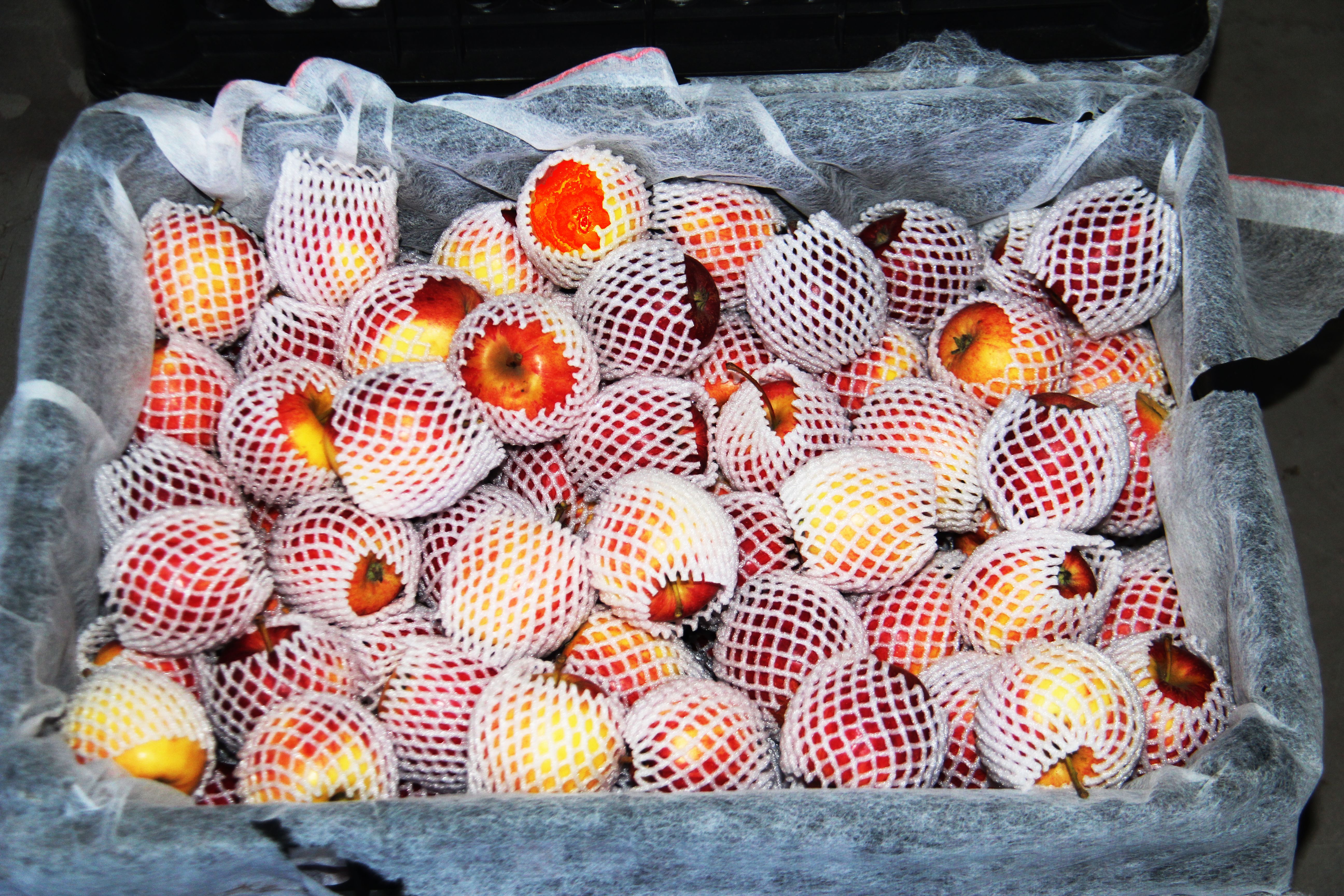 金红123 内蒙古自治区赤峰市林西县 光果 